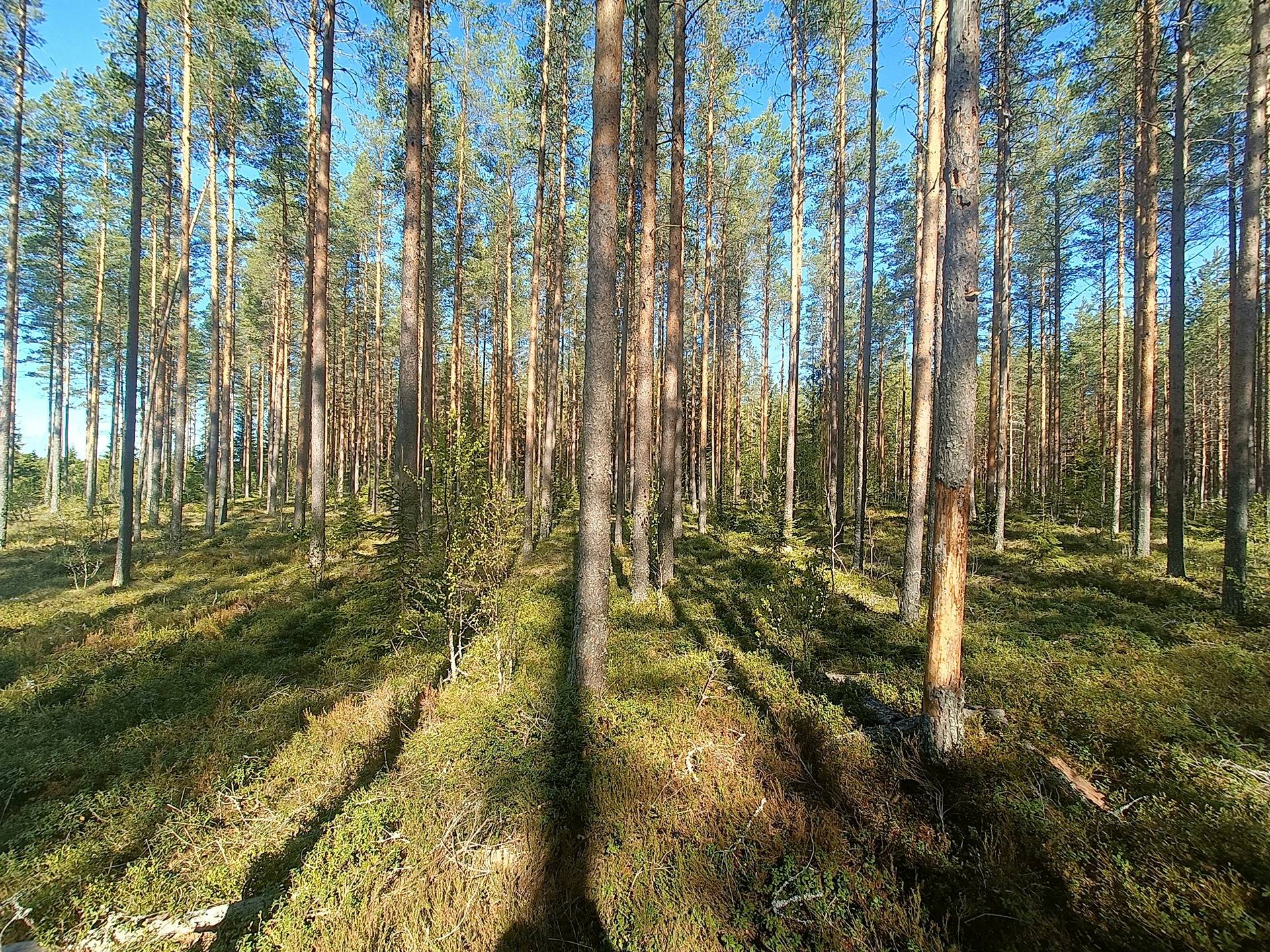 Bäckskog 19:41, Lappfjärd/Lapväärtti 6