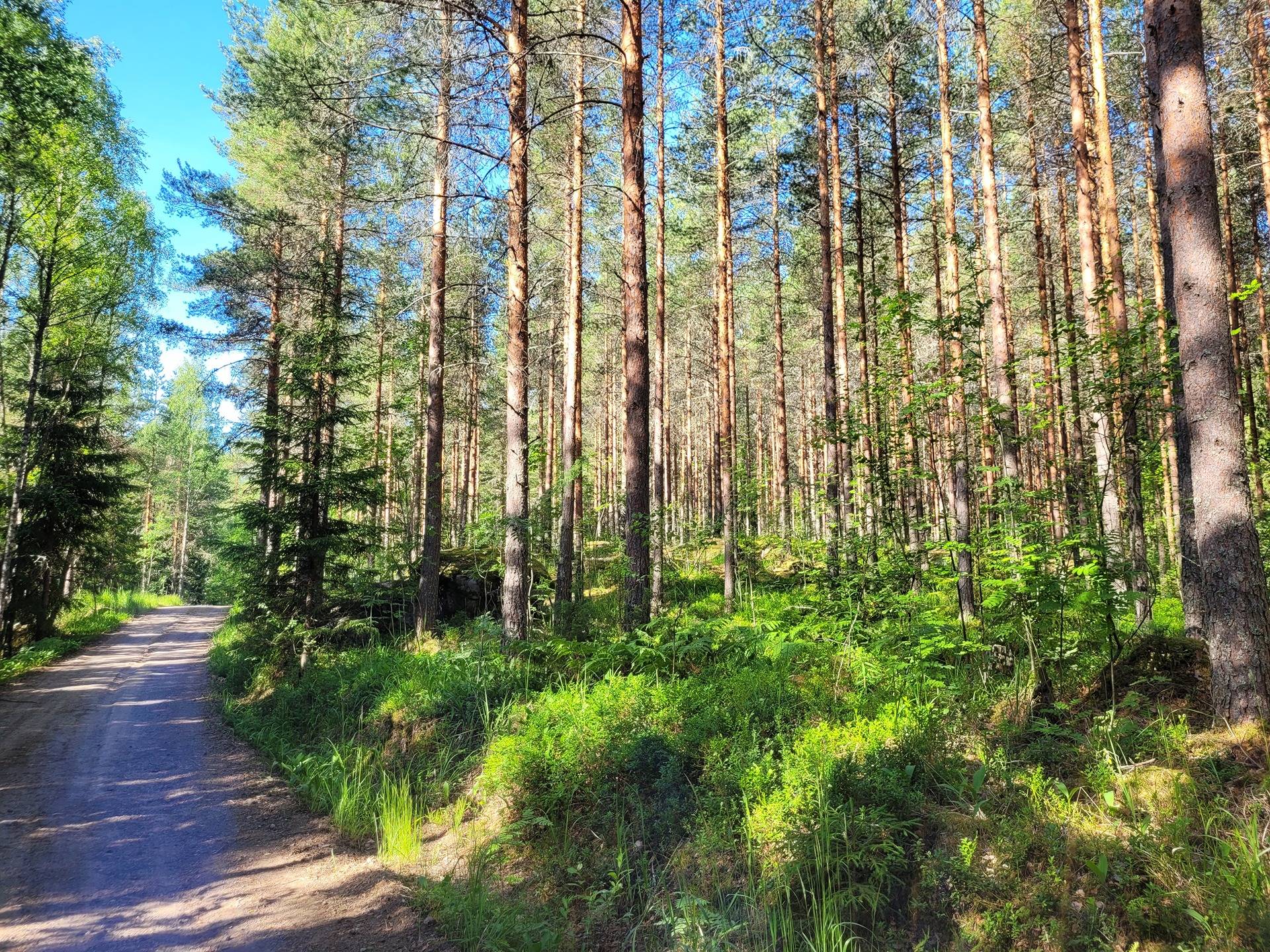 Metsätila Isopelto 6:250 4