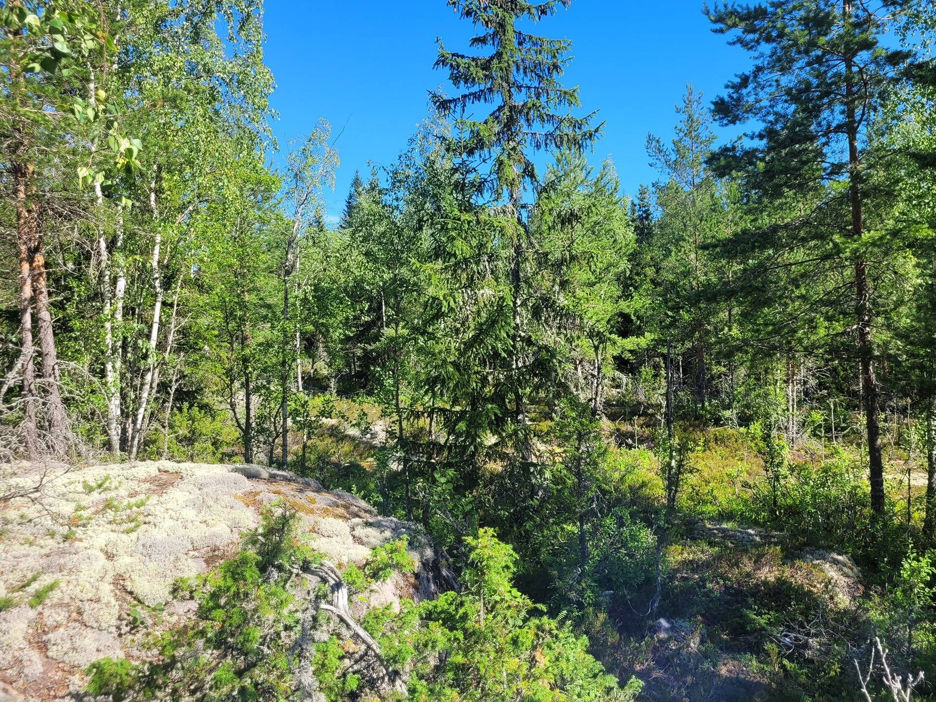 Metsätila Isopelto 6:250 11