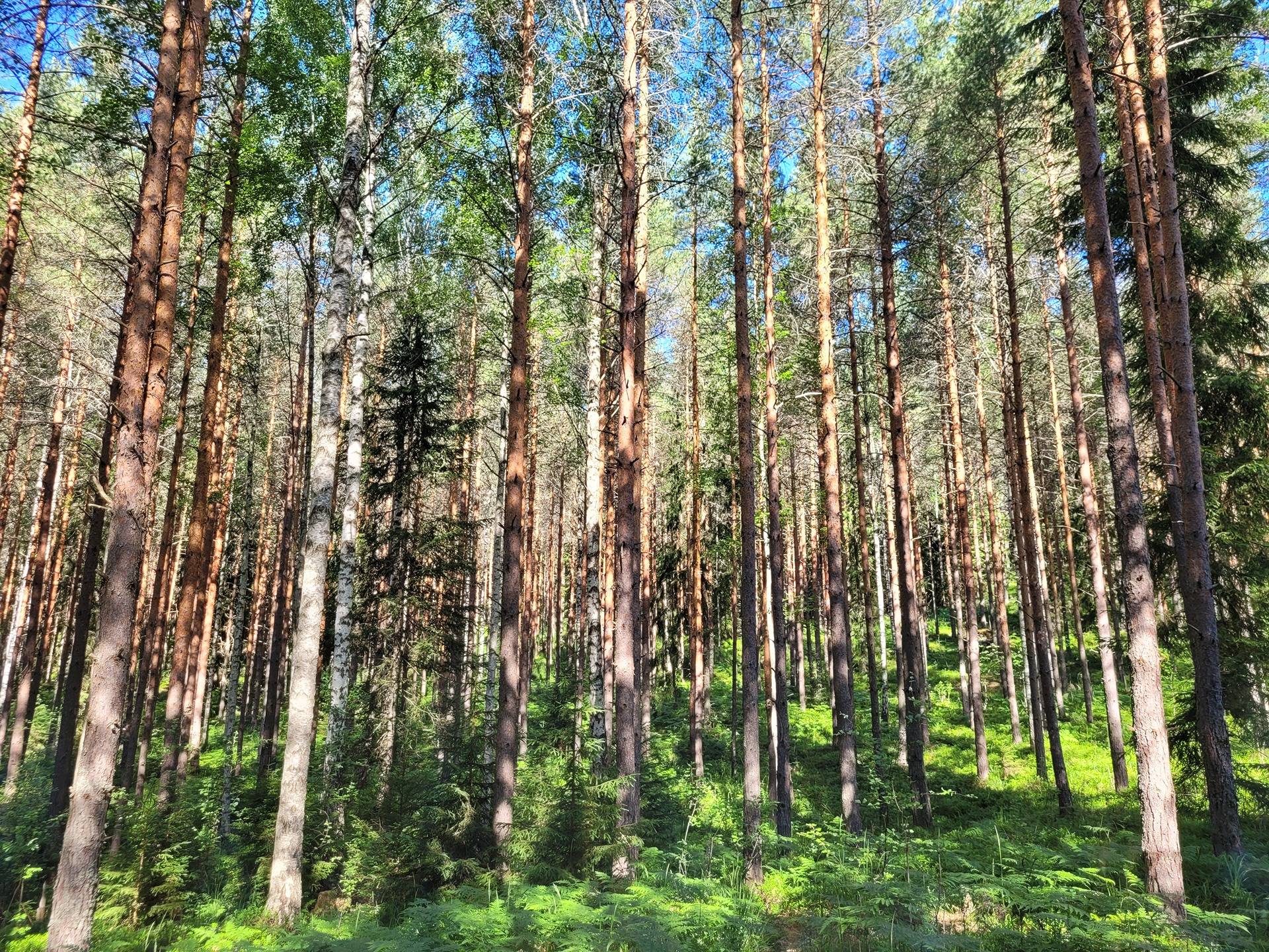 Kansikuva kohteelle Metsätila Isopelto 6:250