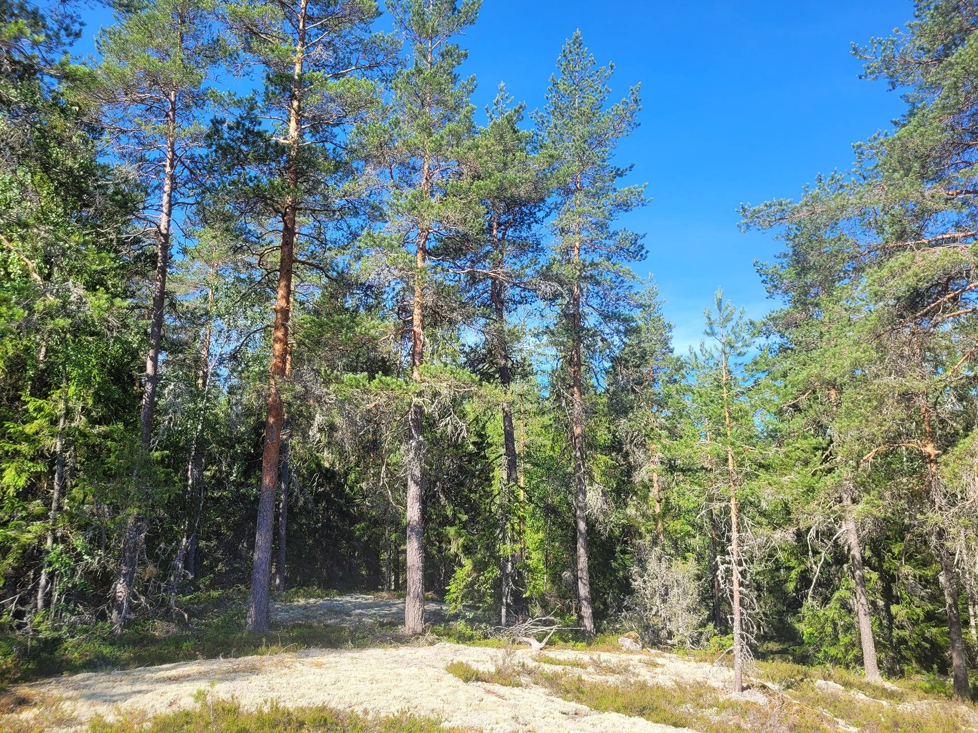 Metsätila Isopelto 6:250 22