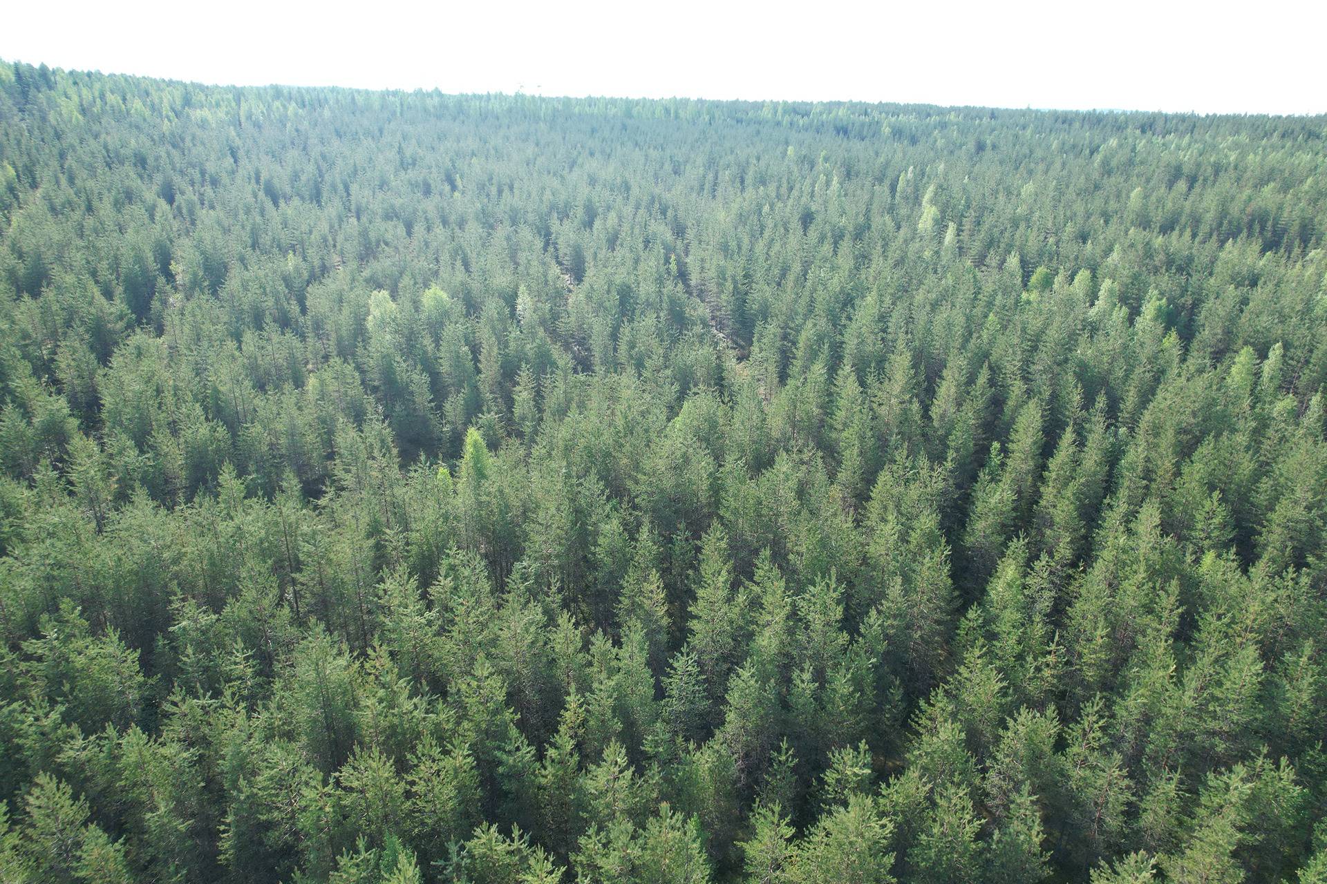 NIEMITULLIAHO 620-402-10-36 n. 36 ha metsämääräala Puolangan kk:ltä n. 30 km 6
