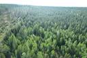 NIEMITULLIAHO 620-402-10-36 n. 36 ha metsämääräala Puolangan kk:ltä n. 30 km 7