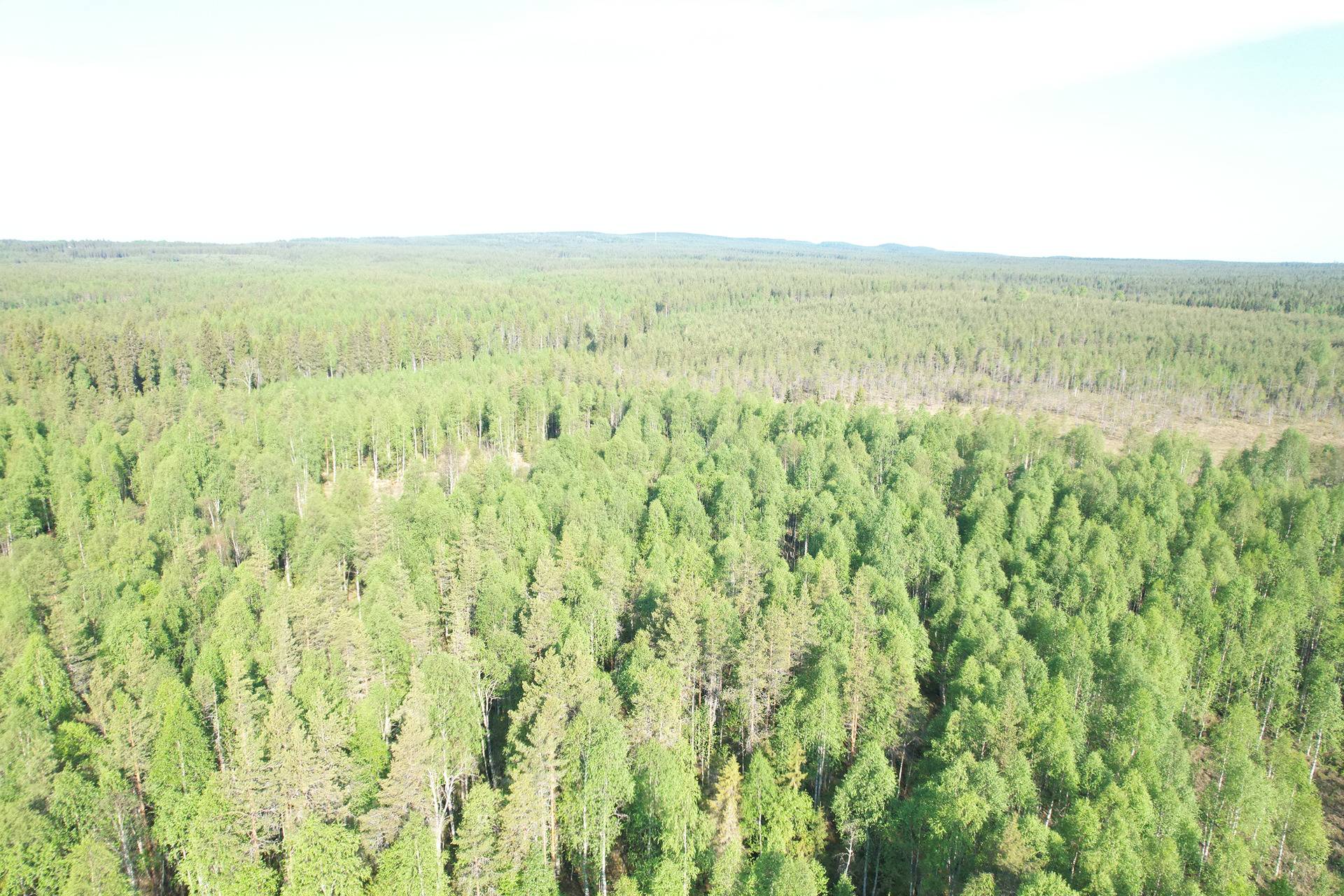 NIEMITULLIAHO 620-402-10-36 n. 36 ha metsämääräala Puolangan kk:ltä n. 30 km 12