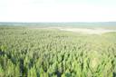 NIEMITULLIAHO 620-402-10-36 n. 36 ha metsämääräala Puolangan kk:ltä n. 30 km 17