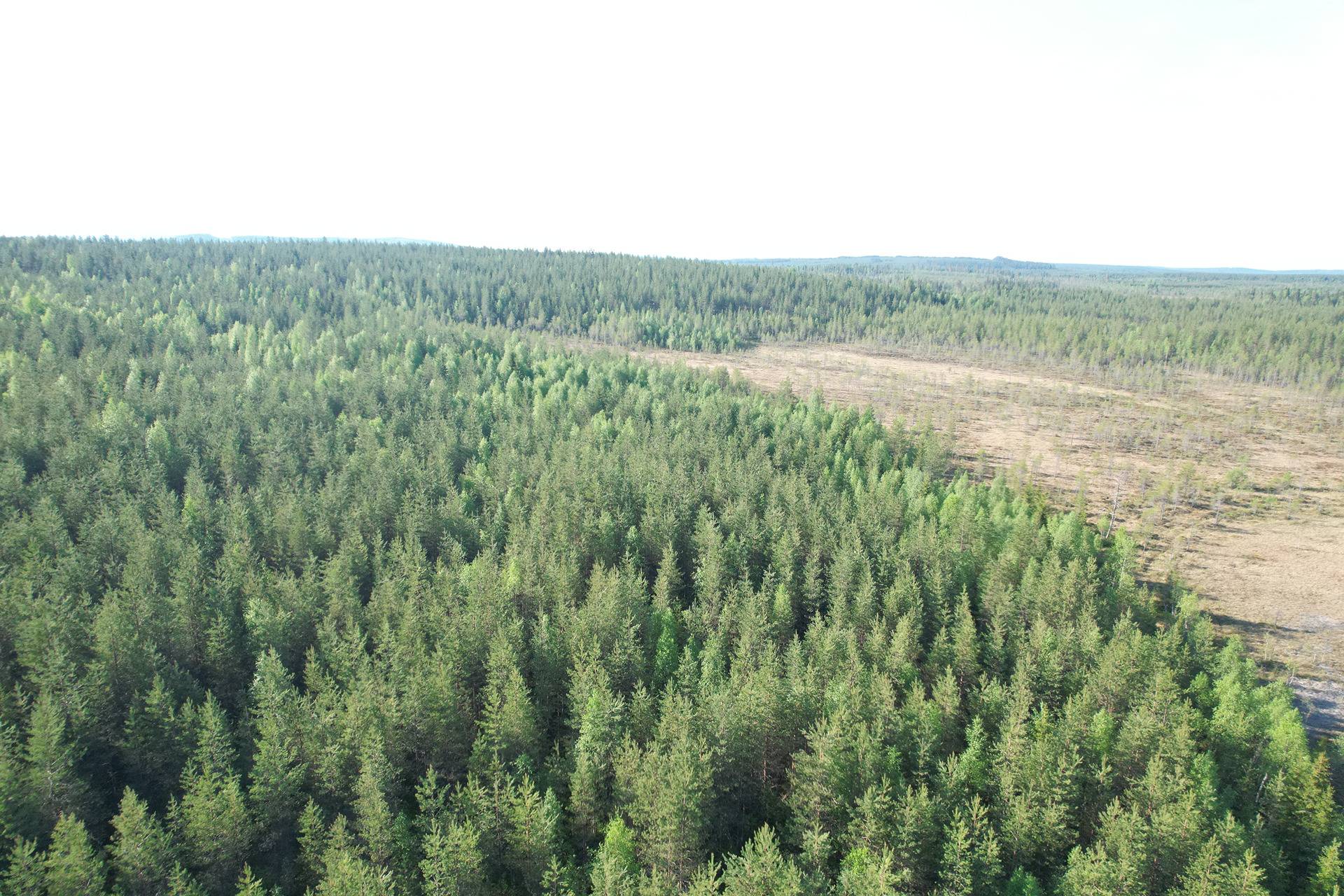 NIEMITULLIAHO 620-402-10-36 n. 36 ha metsämääräala Puolangan kk:ltä n. 30 km 18