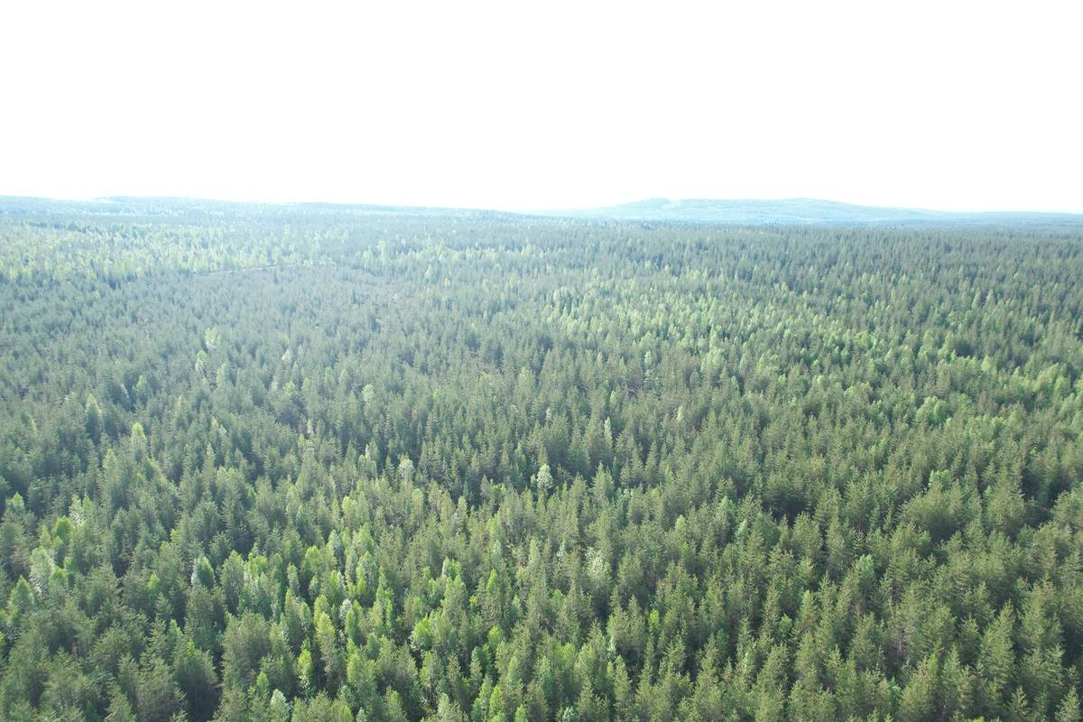 Kansikuva kohteelle NIEMITULLIAHO 620-402-10-36 n. 36 ha metsämääräala Puolangan kk:ltä n. 30 km