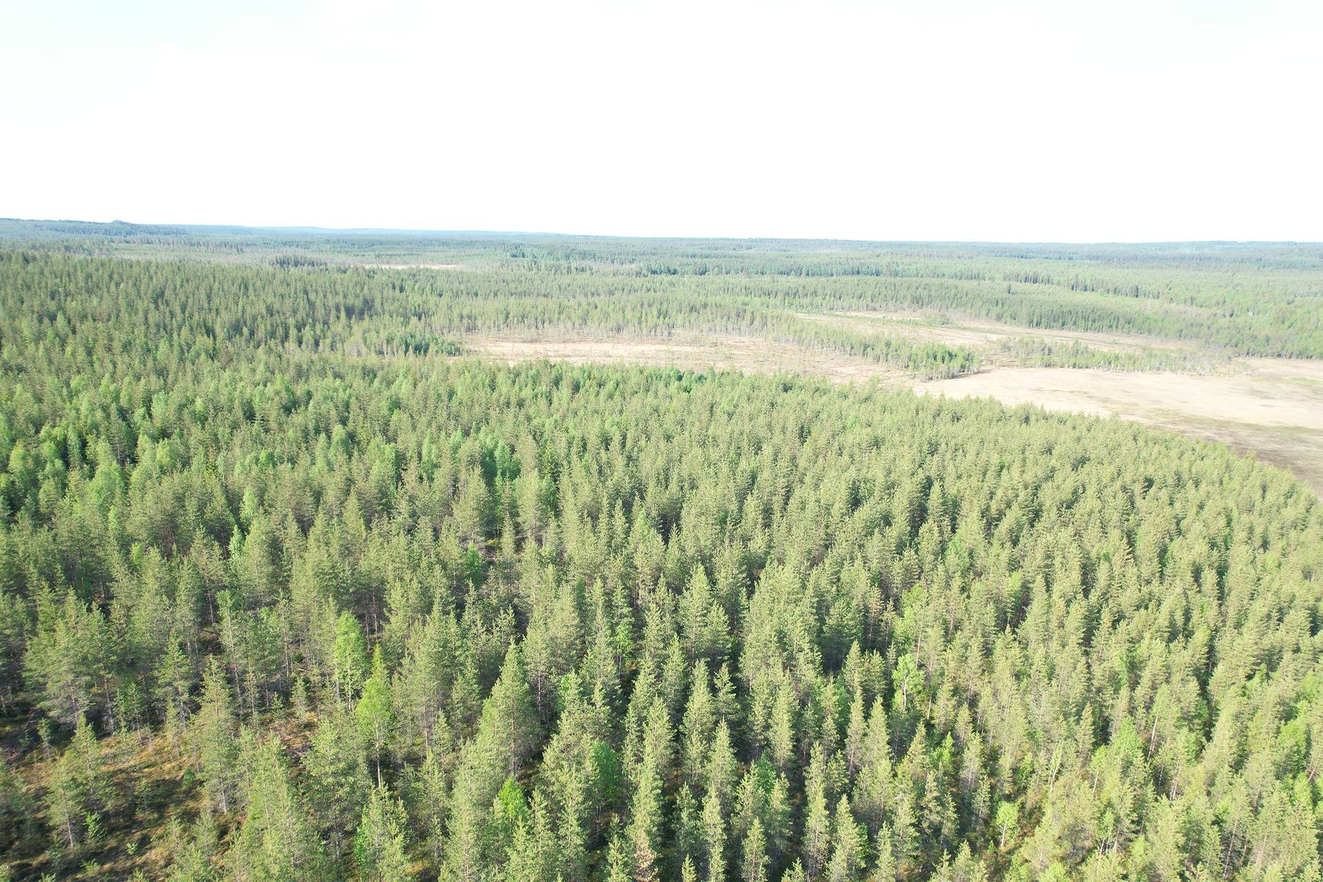 NIEMITULLIAHO 620-402-10-36 n. 36 ha metsämääräala Puolangan kk:ltä n. 30 km 19