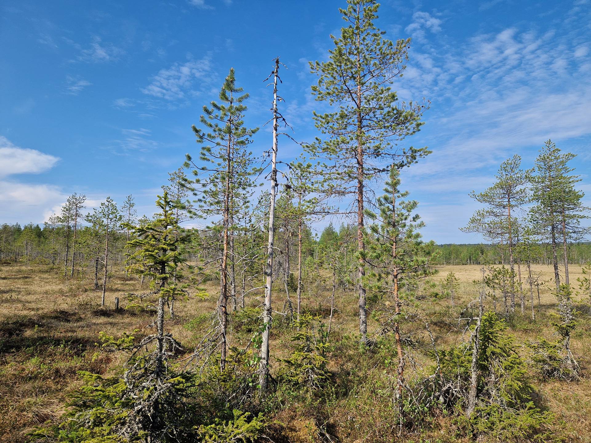 NIEMITULLIAHO 620-402-10-36 n. 36 ha metsämääräala Puolangan kk:ltä n. 30 km 28