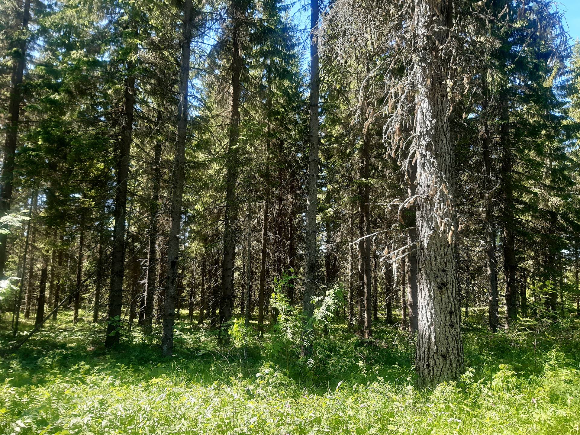 Kansikuva kohteelle Vuorela