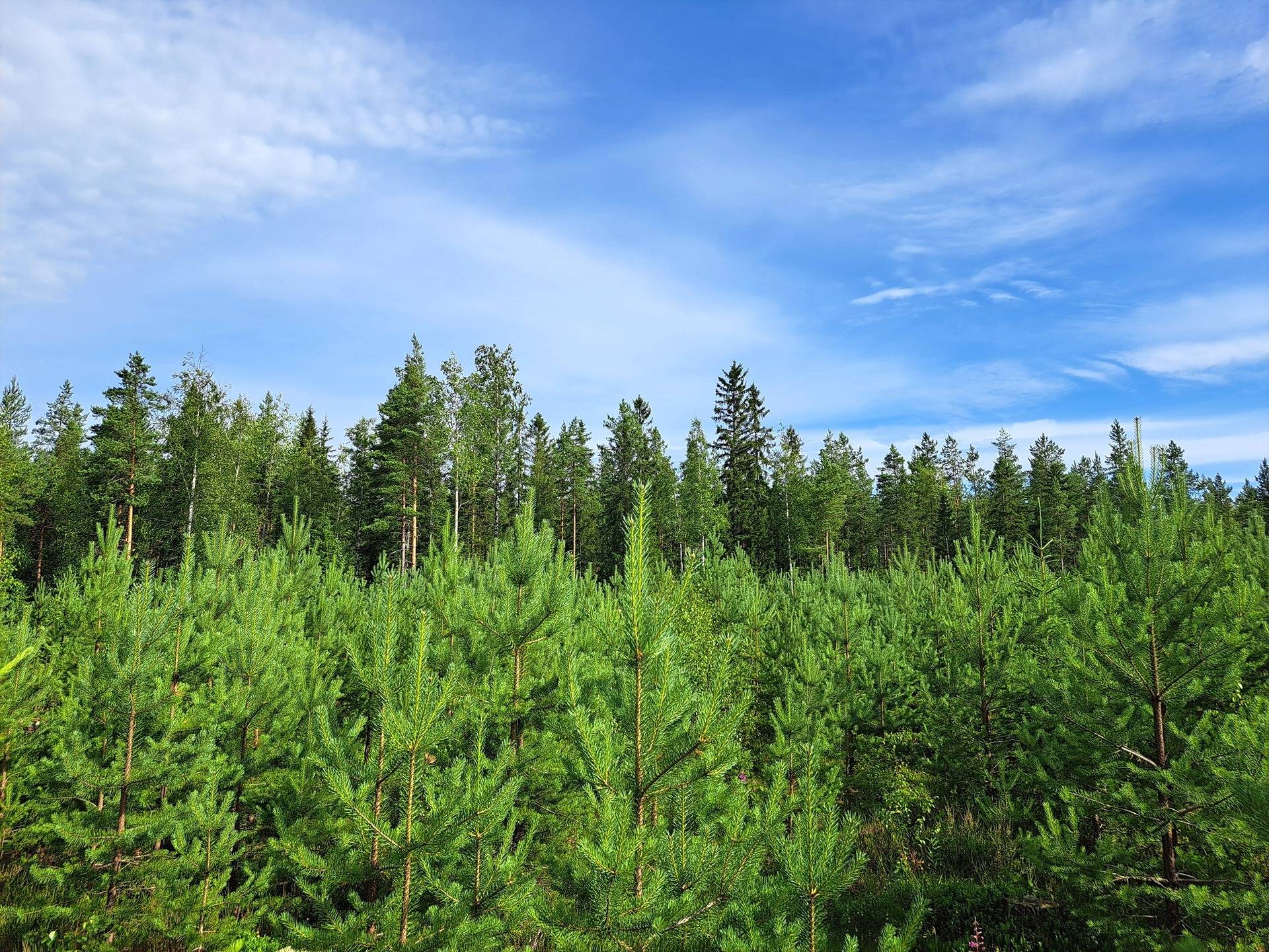 Perho Kivikangas HEPOKANGAS 8:25 metsätila 20,13 ha 6