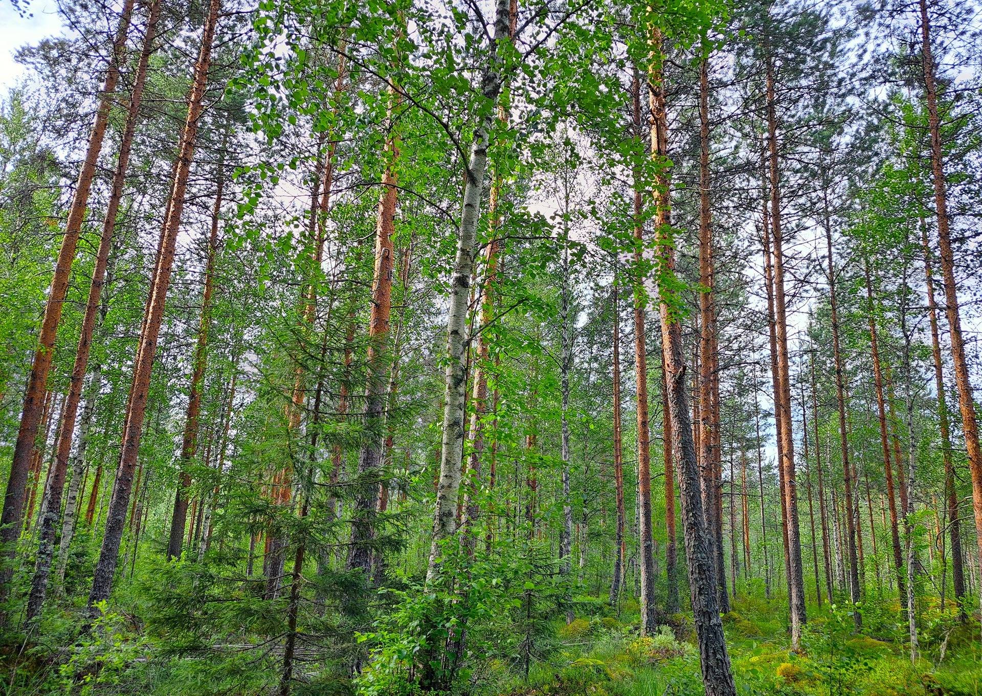 Perho Kivikangas HEPOKANGAS 8:25 metsätila 20,13 ha 7