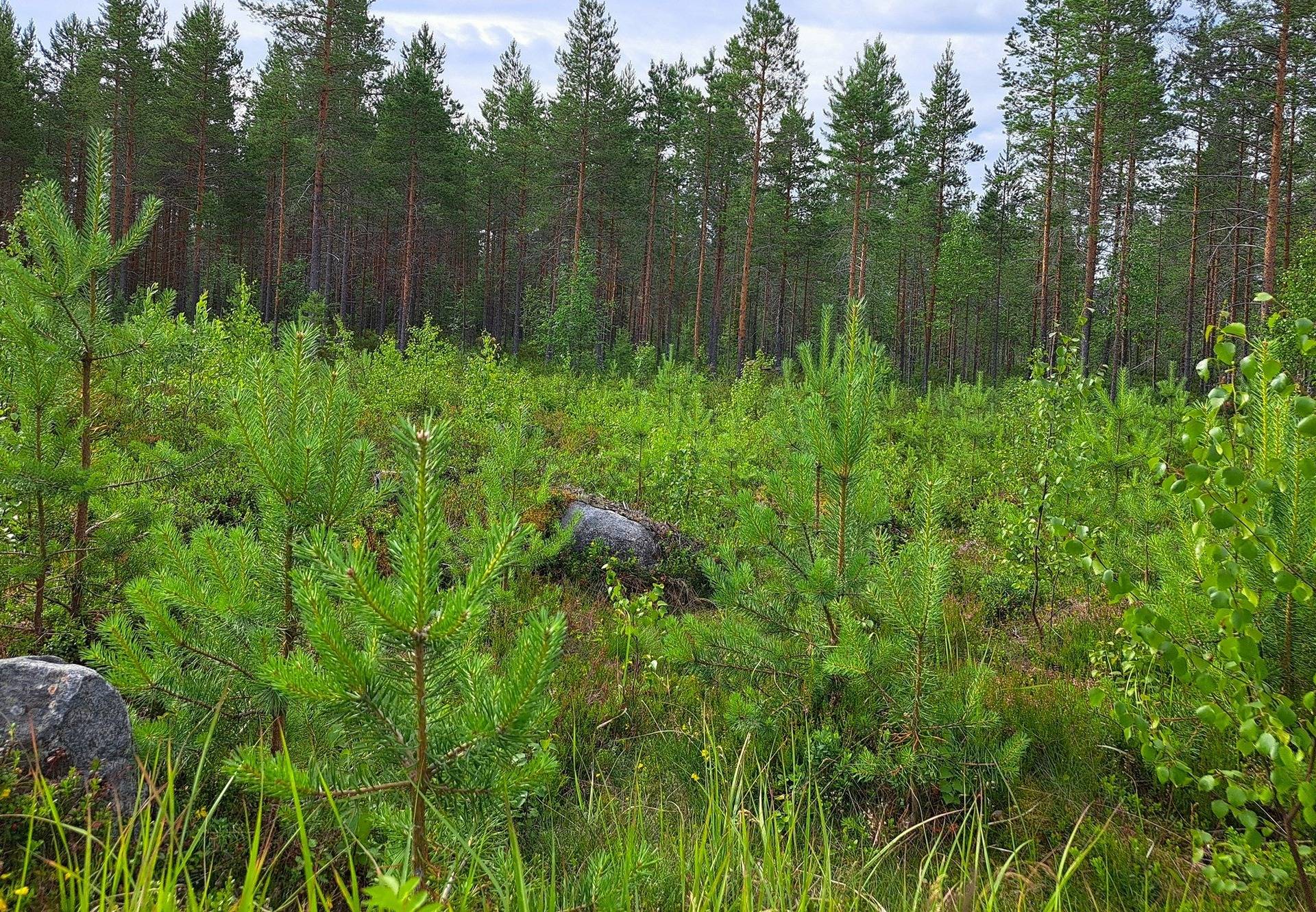 Perho Kivikangas HEPOKANGAS 8:25 metsätila 20,13 ha 8