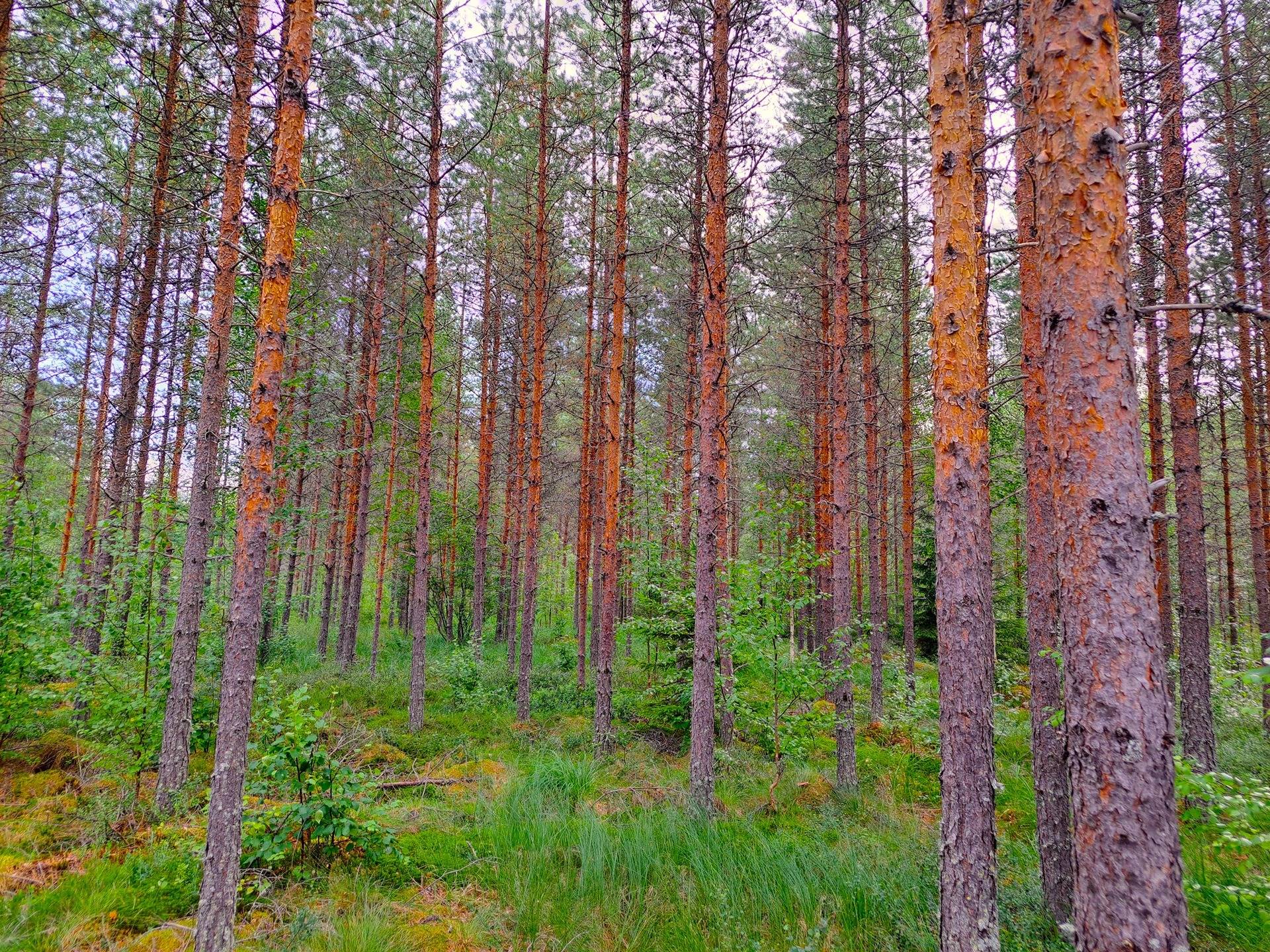 Perho Kivikangas HEPOKANGAS 8:25 metsätila 20,13 ha 4