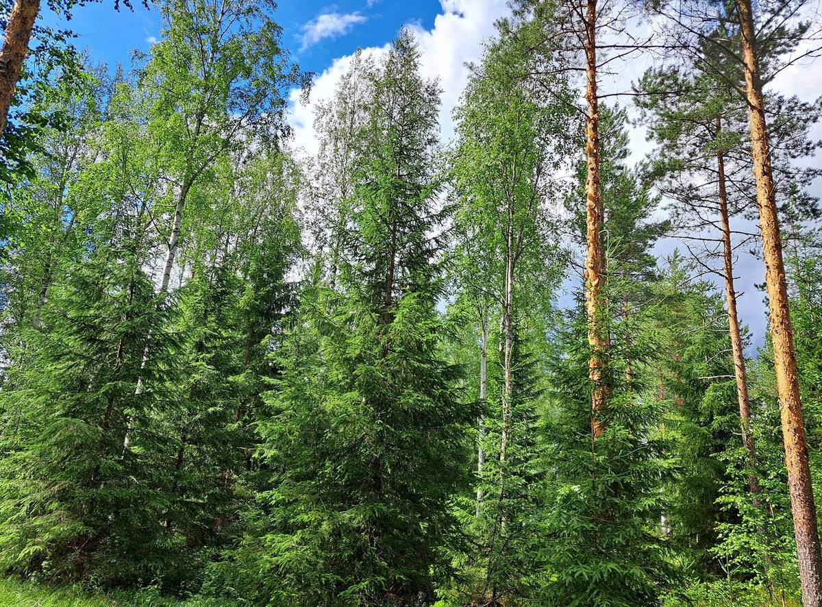 Kansikuva kohteelle Lappajärvi LEHTO 1:85 metsätila 20,96 ha.