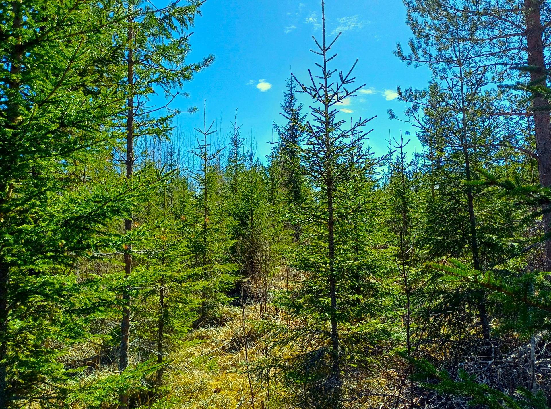 Lappajärvi LEHTO 1:85 metsätila 20,96 ha. 6
