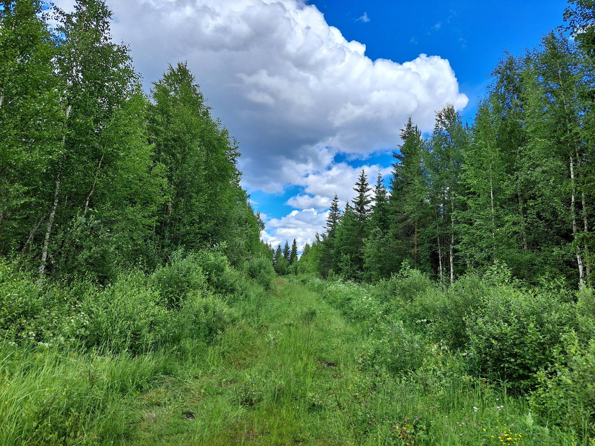 Lappajärvi LEHTO 1:85 metsätila 20,96 ha. 7