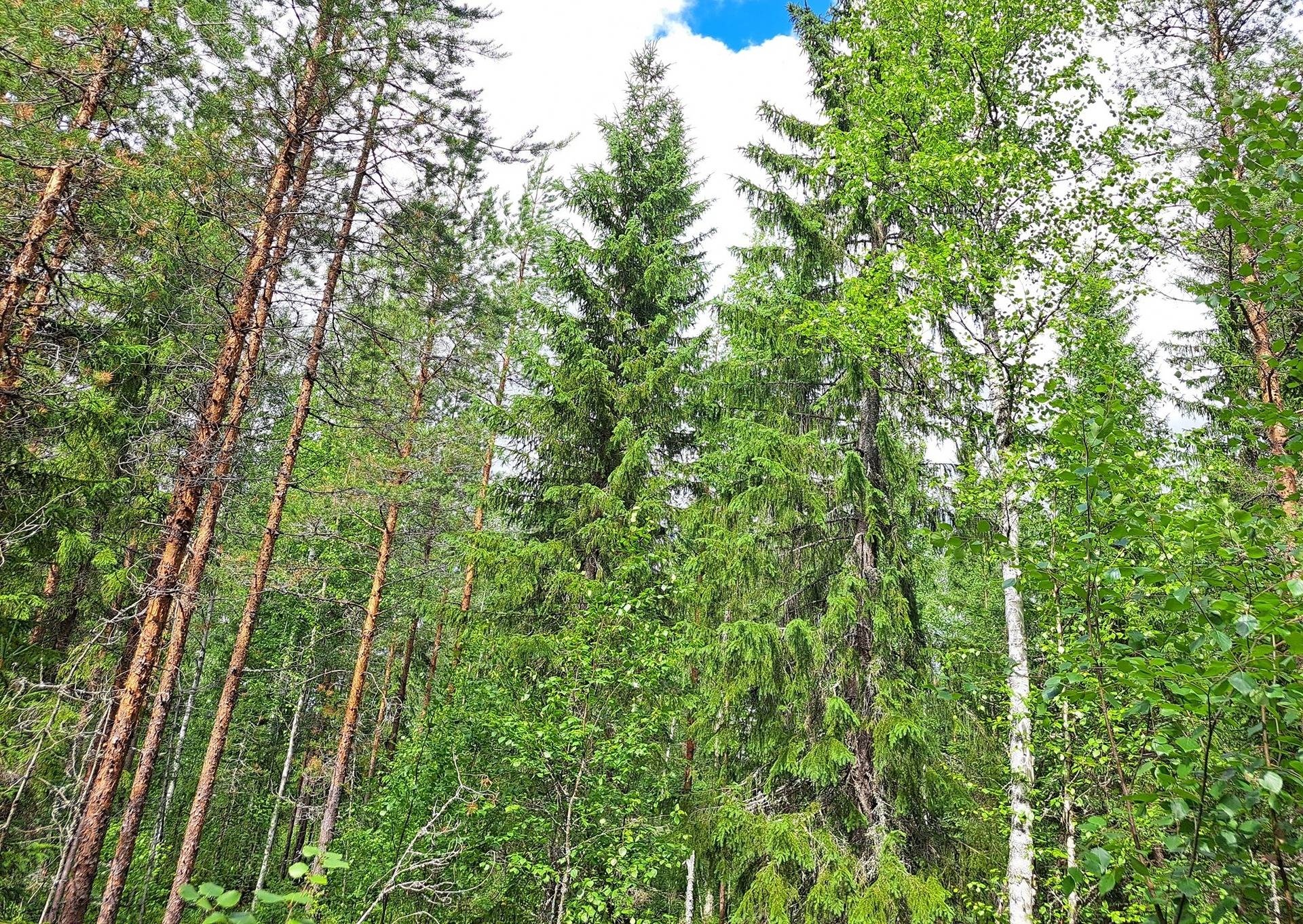 Lappajärvi LEHTO 1:85 metsätila 20,96 ha. 8