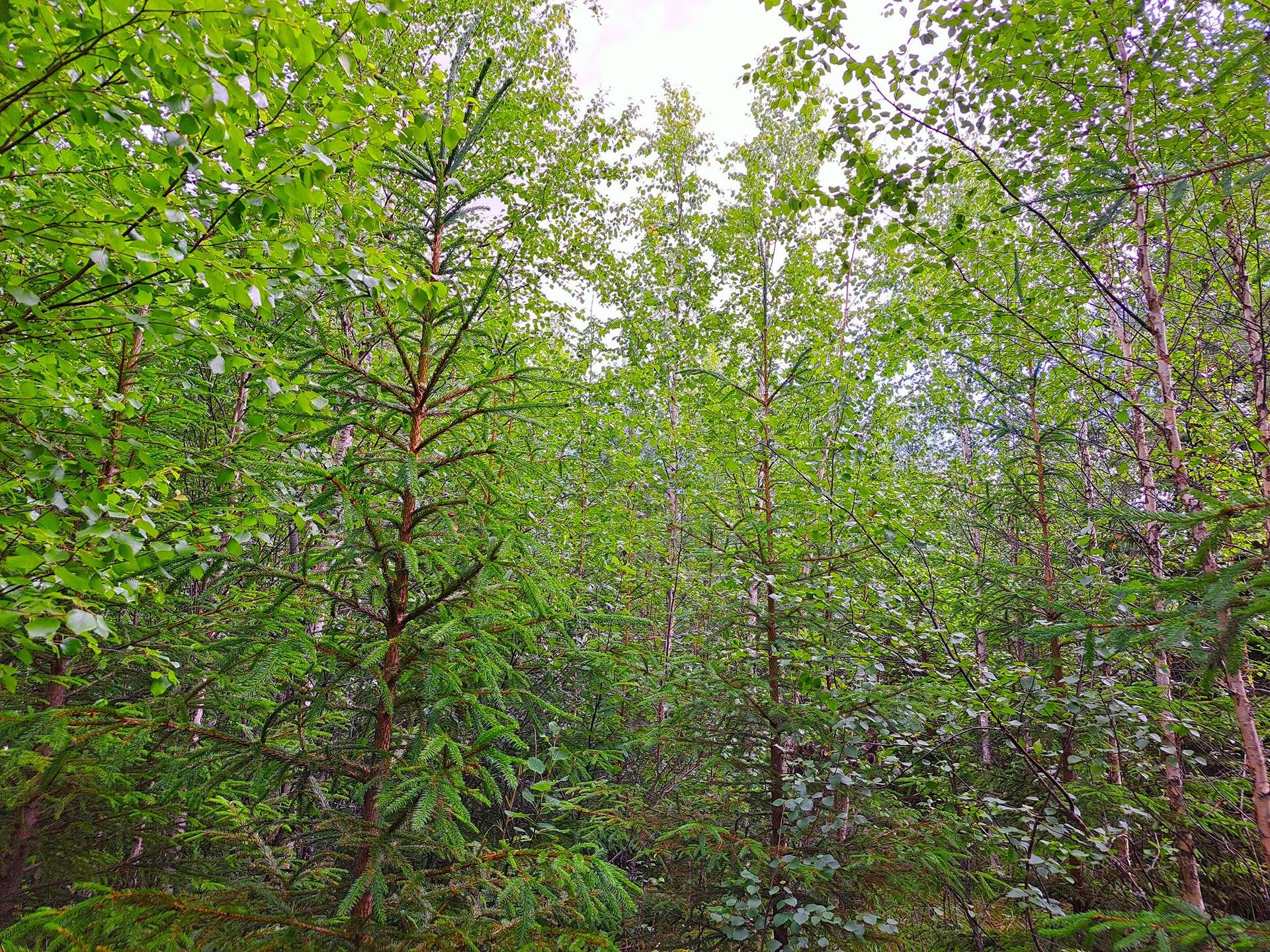 Lappajärvi LEHTO 1:85 metsätila 20,96 ha. 12