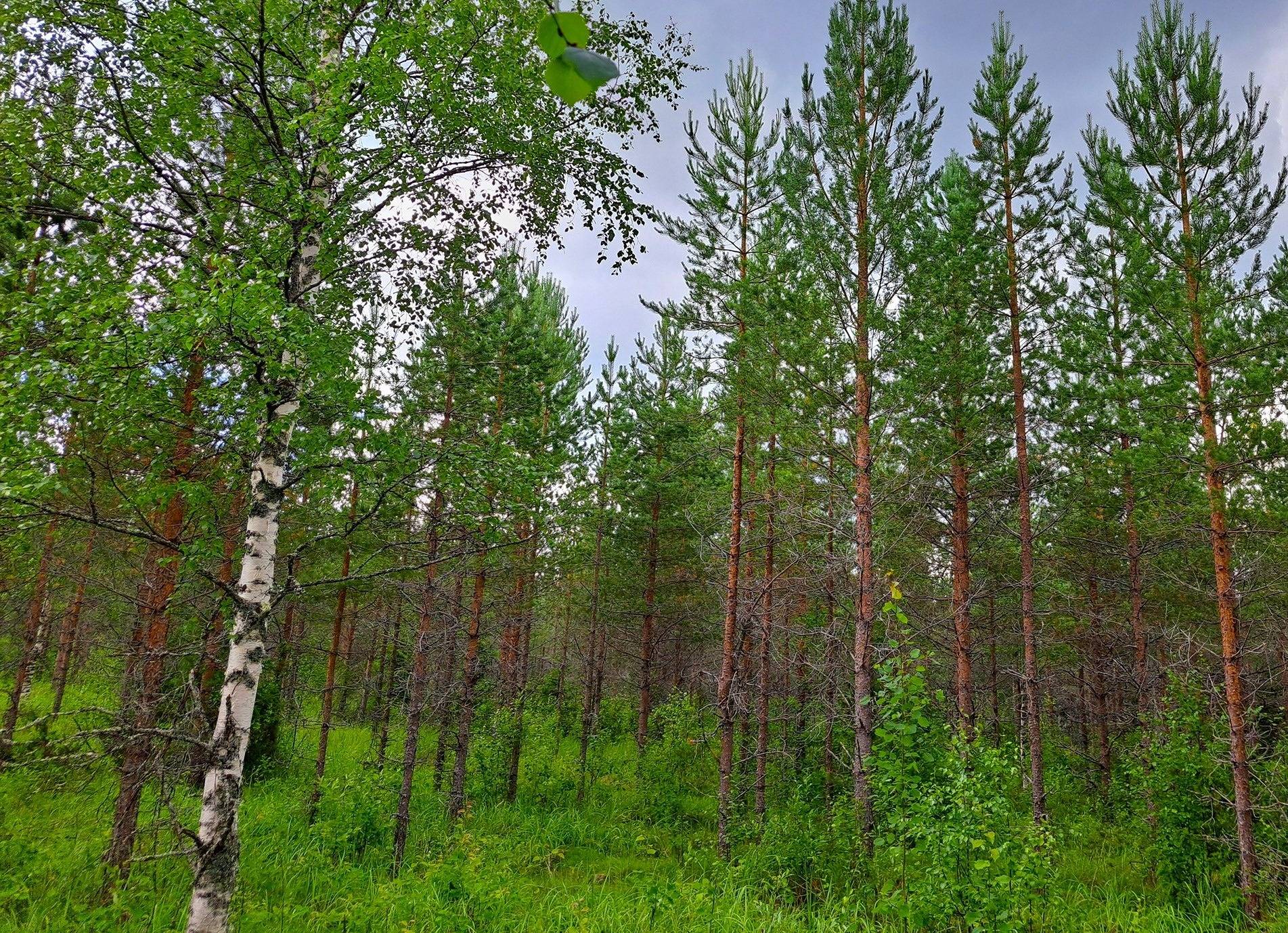 Lappajärvi LEHTO 1:85 metsätila 20,96 ha. 11