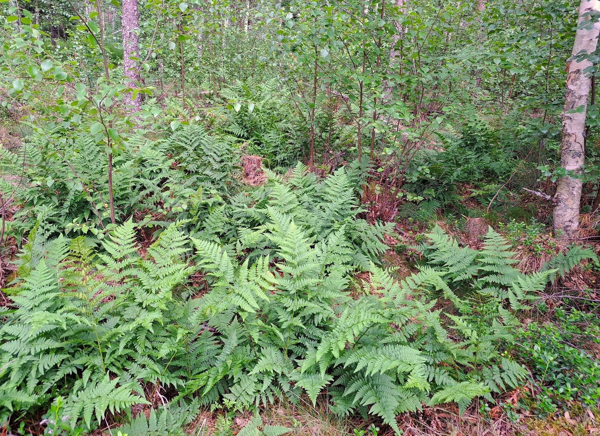 Lappajärvi LEHTO 1:85 metsätila 20,96 ha. 15