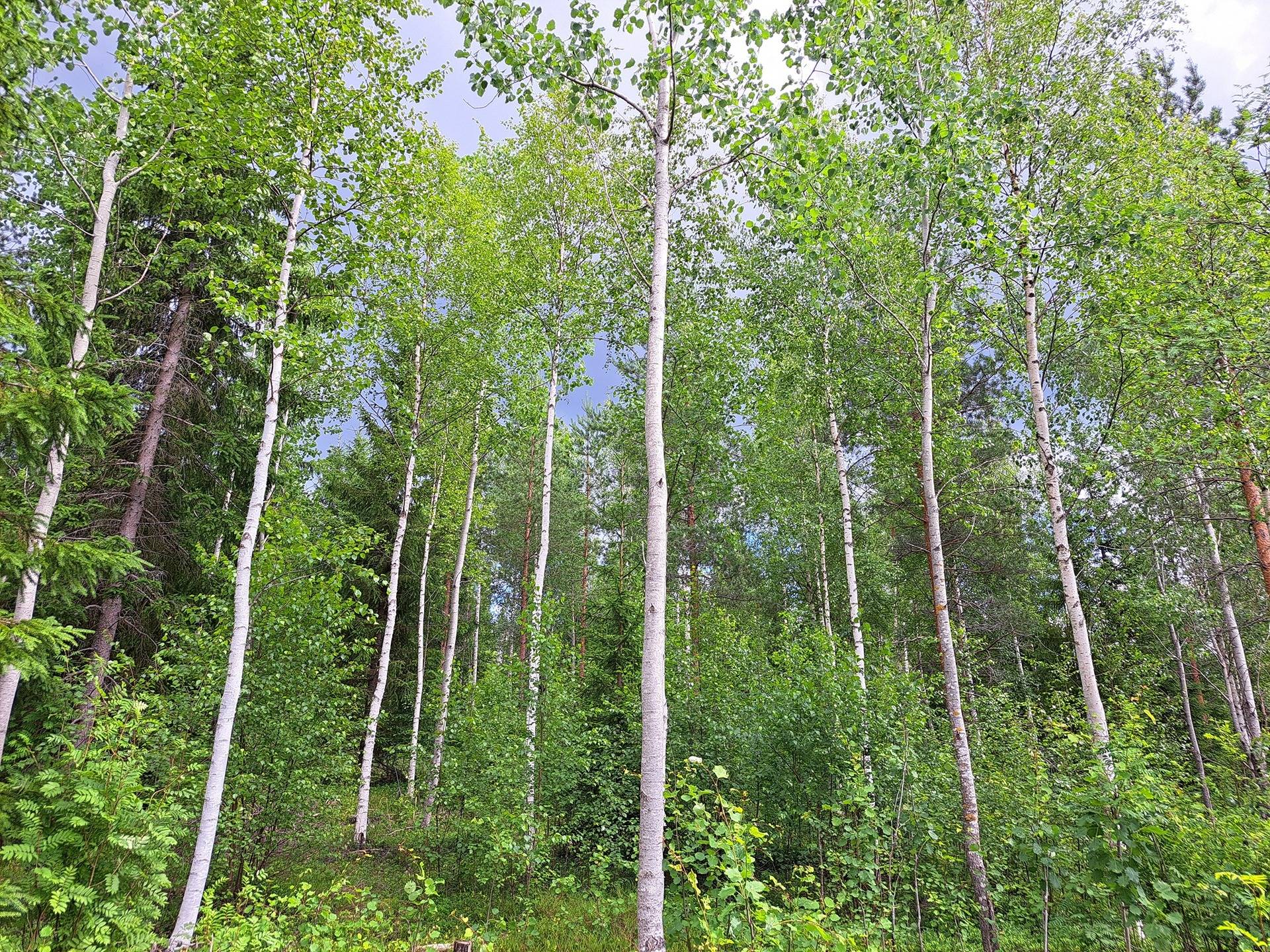 Lappajärvi LEHTO 1:85 metsätila 20,96 ha. 14