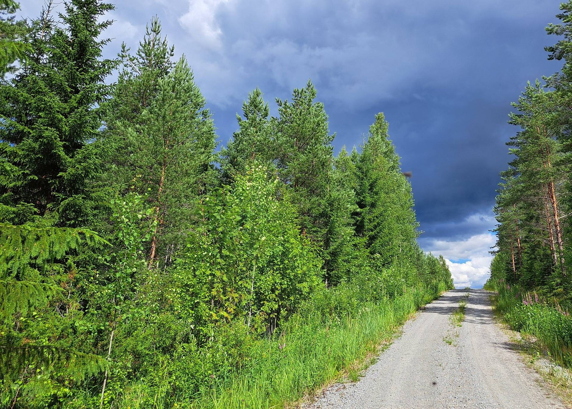 Lappajärvi LEHTO 1:85 metsätila 20,96 ha. 4