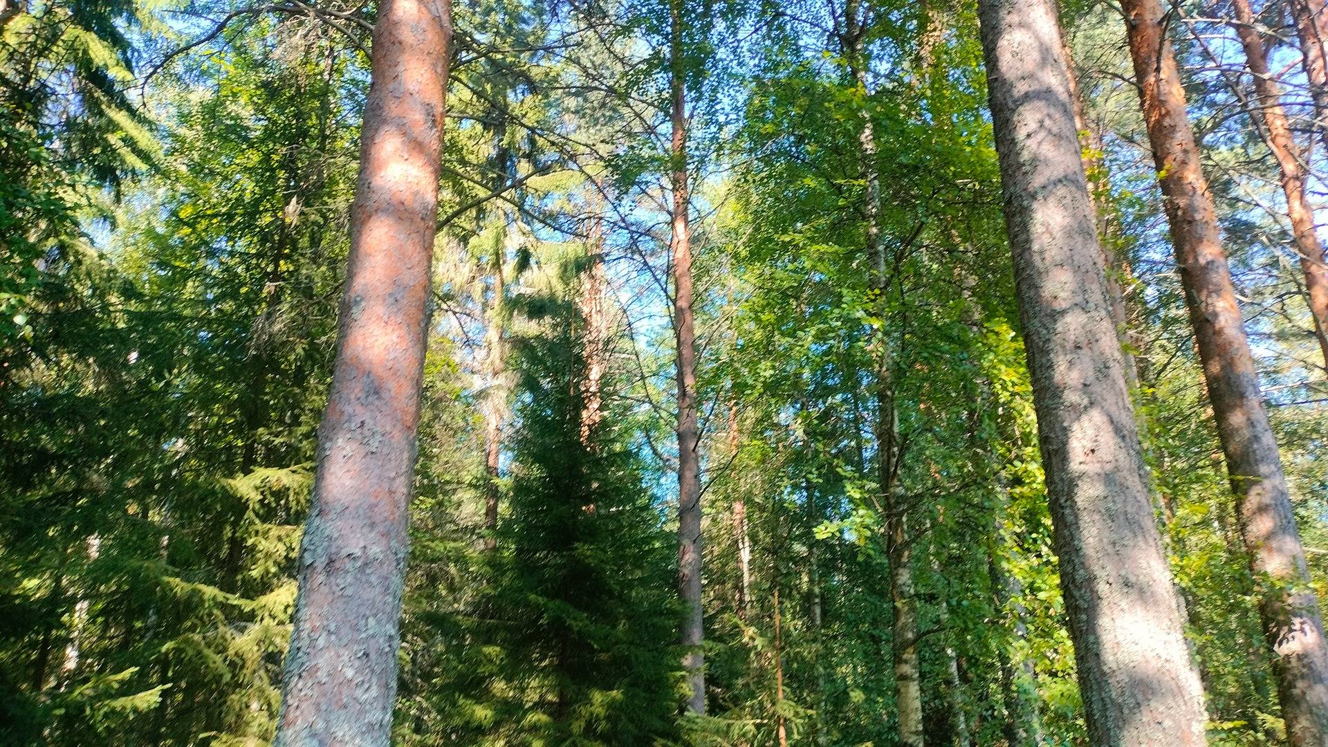 Omslagsbild för objektet LEPIKKOLA, 176-416-18-28, Vuokko