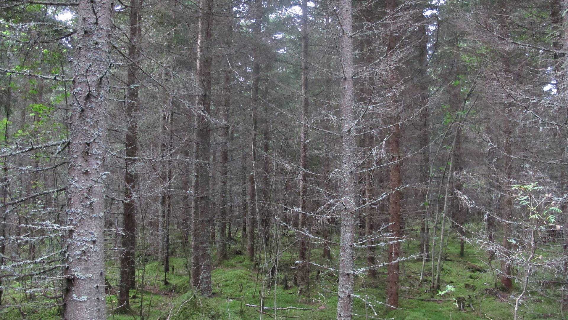 Omslagsbild för objektet Lahdenloukko, Norinkylä