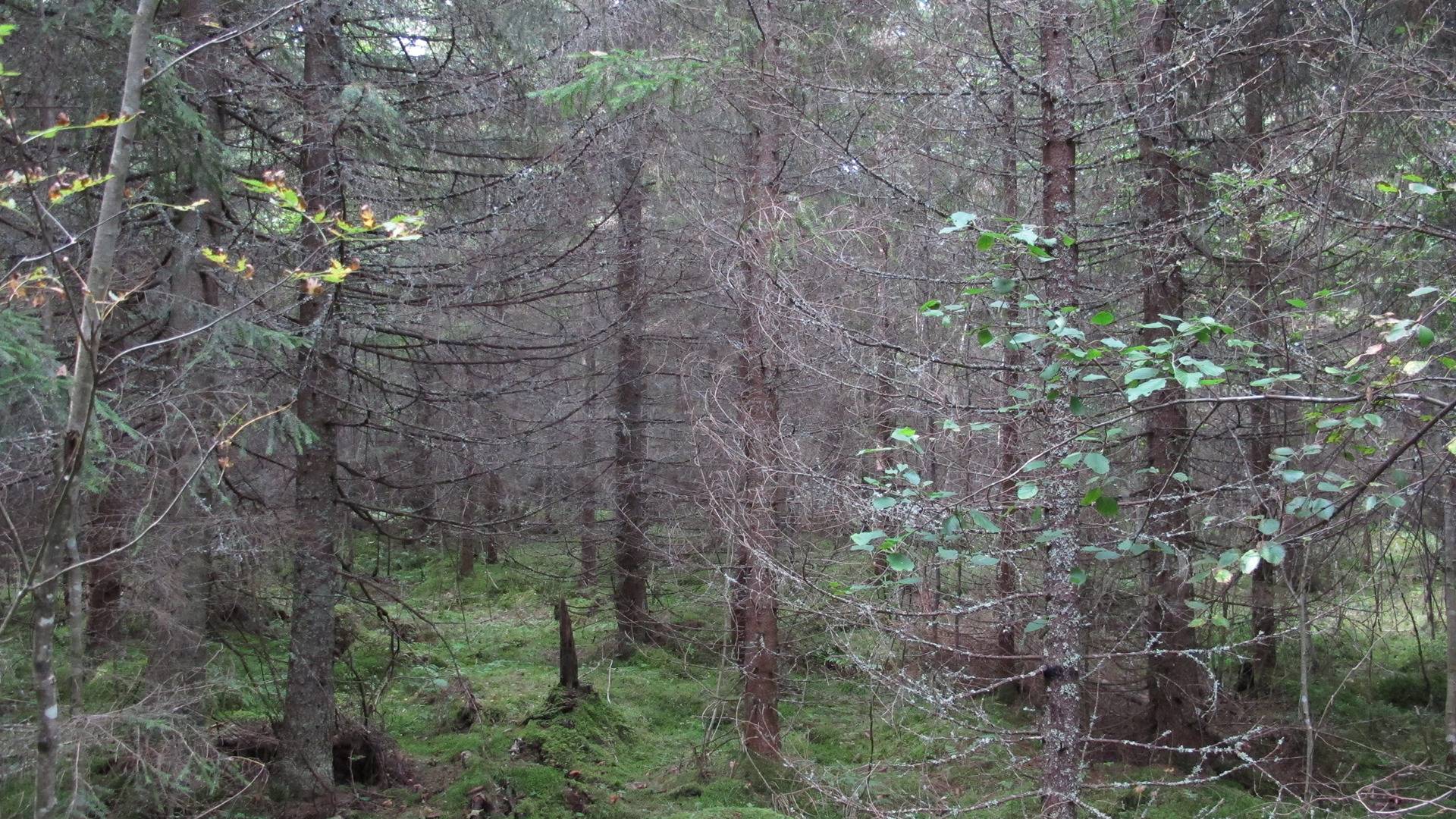 Lahdenloukko, Norinkylä 3