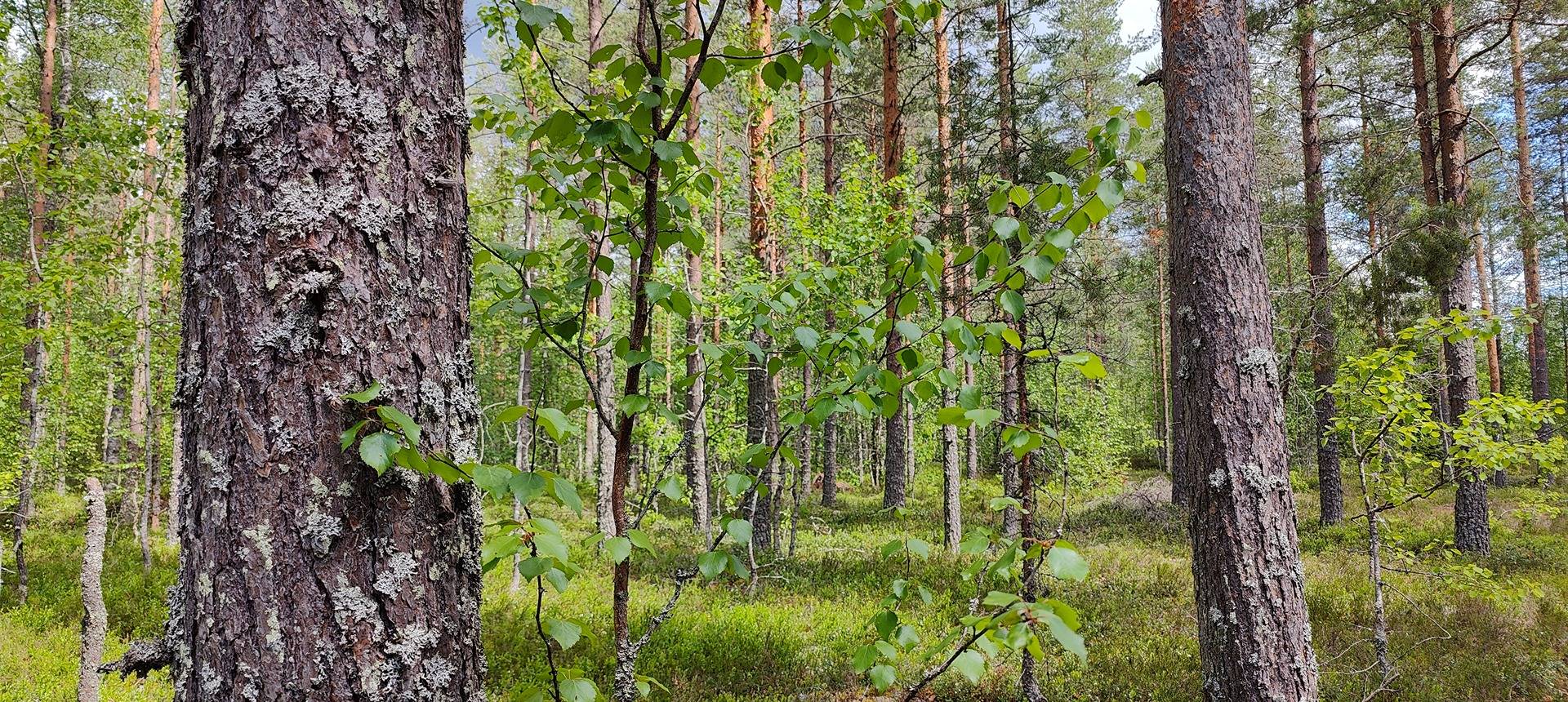 Määräala metsää Kankaanpään Honkajoella, Lepistö 2