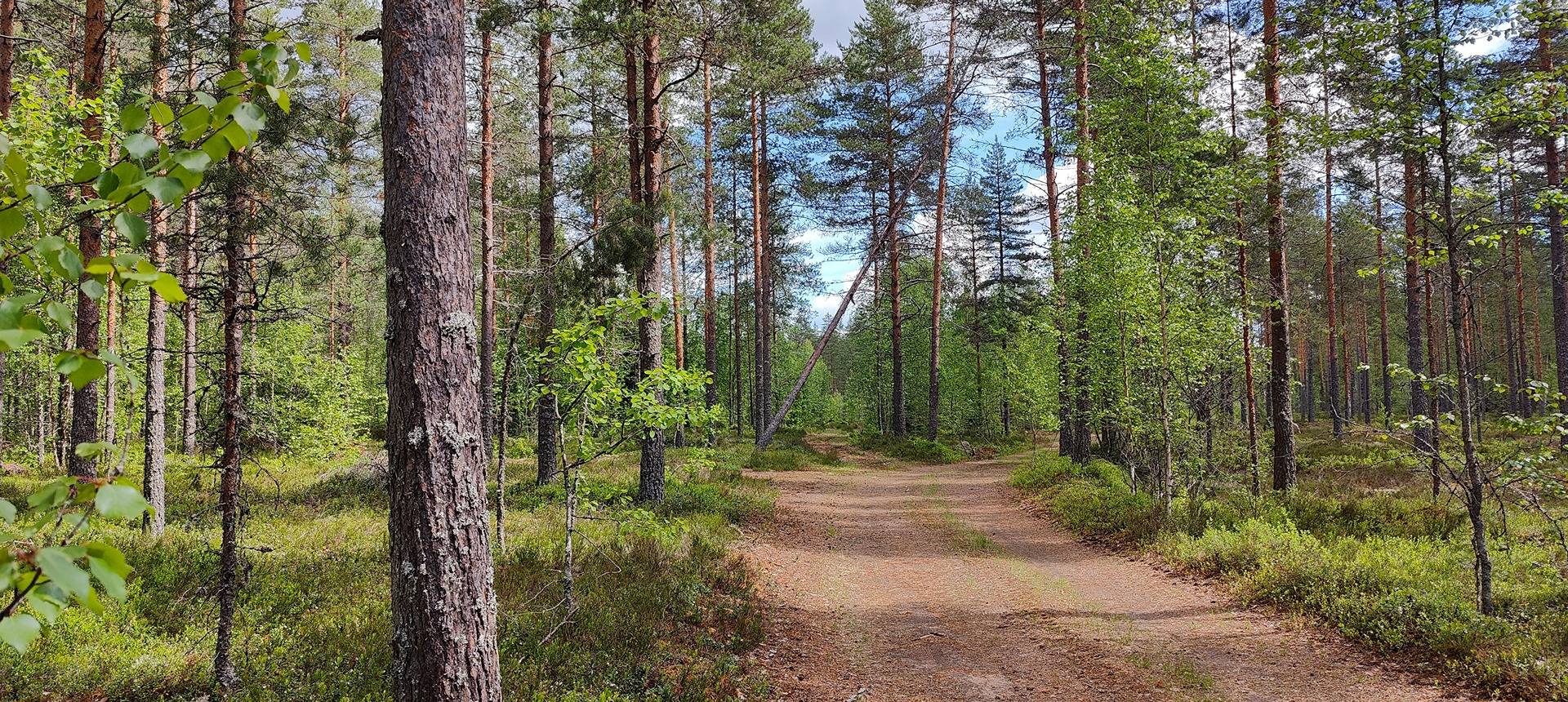 Määräala metsää Kankaanpään Honkajoella, Lepistö 3