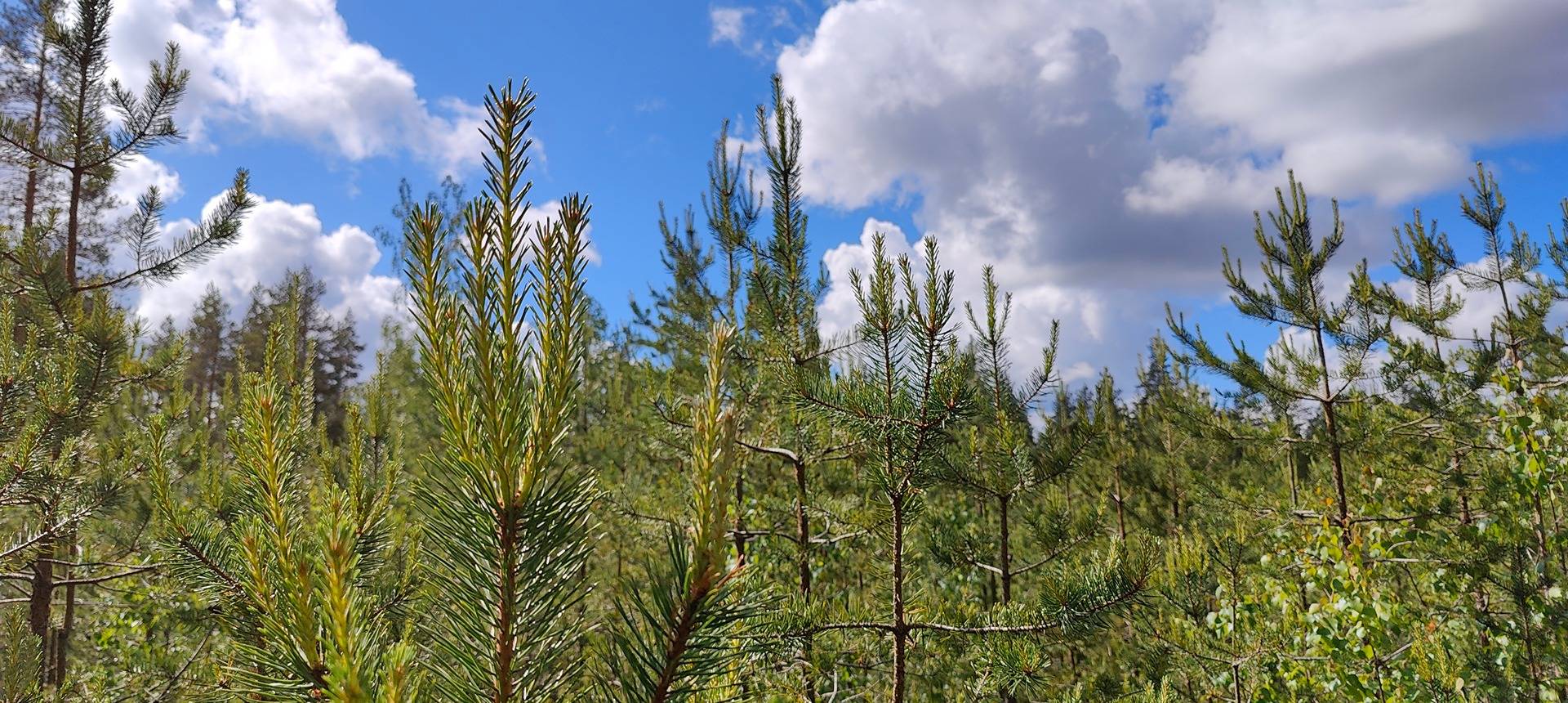 Määräala metsää Kankaanpään Honkajoella, Lepistö 5