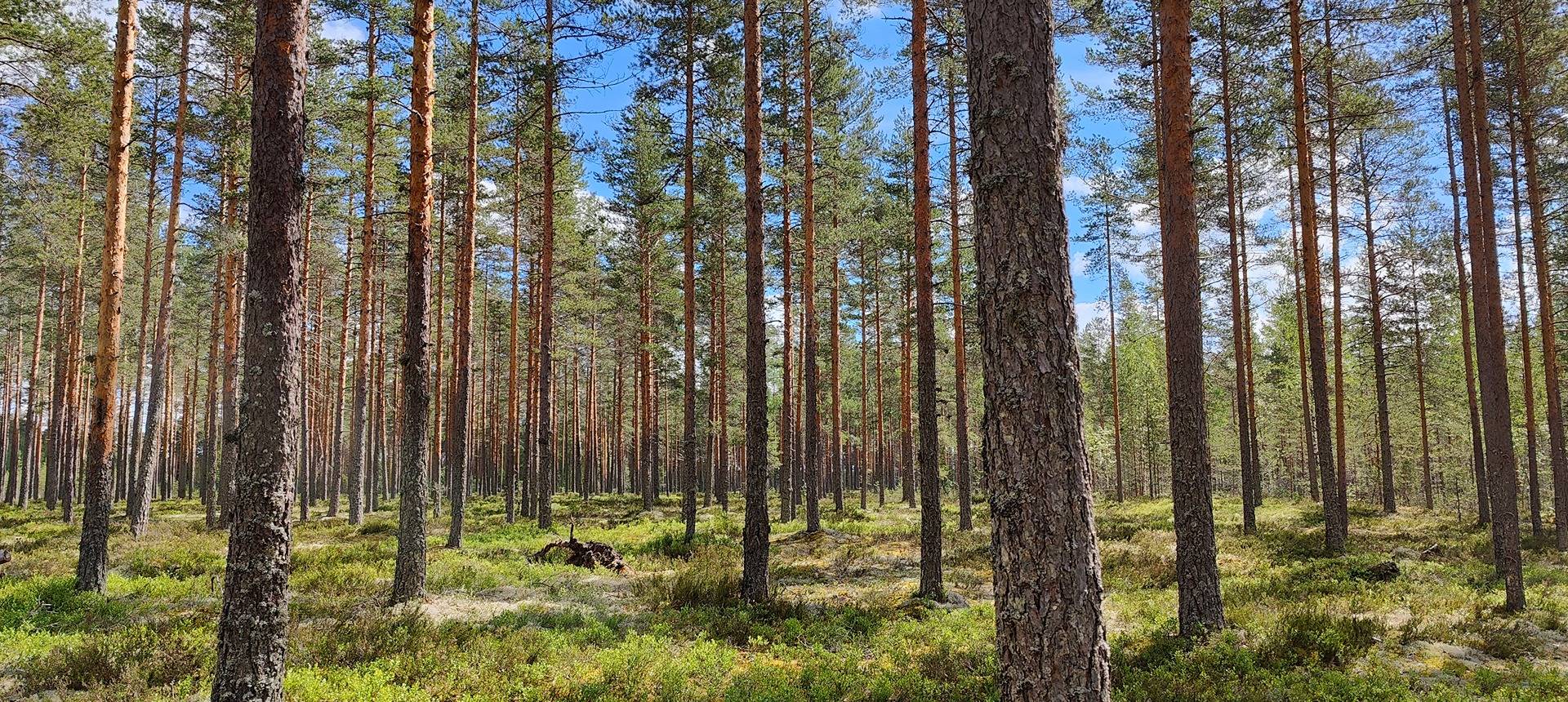 Määräala metsää Kankaanpään Honkajoella, Lepistö 1