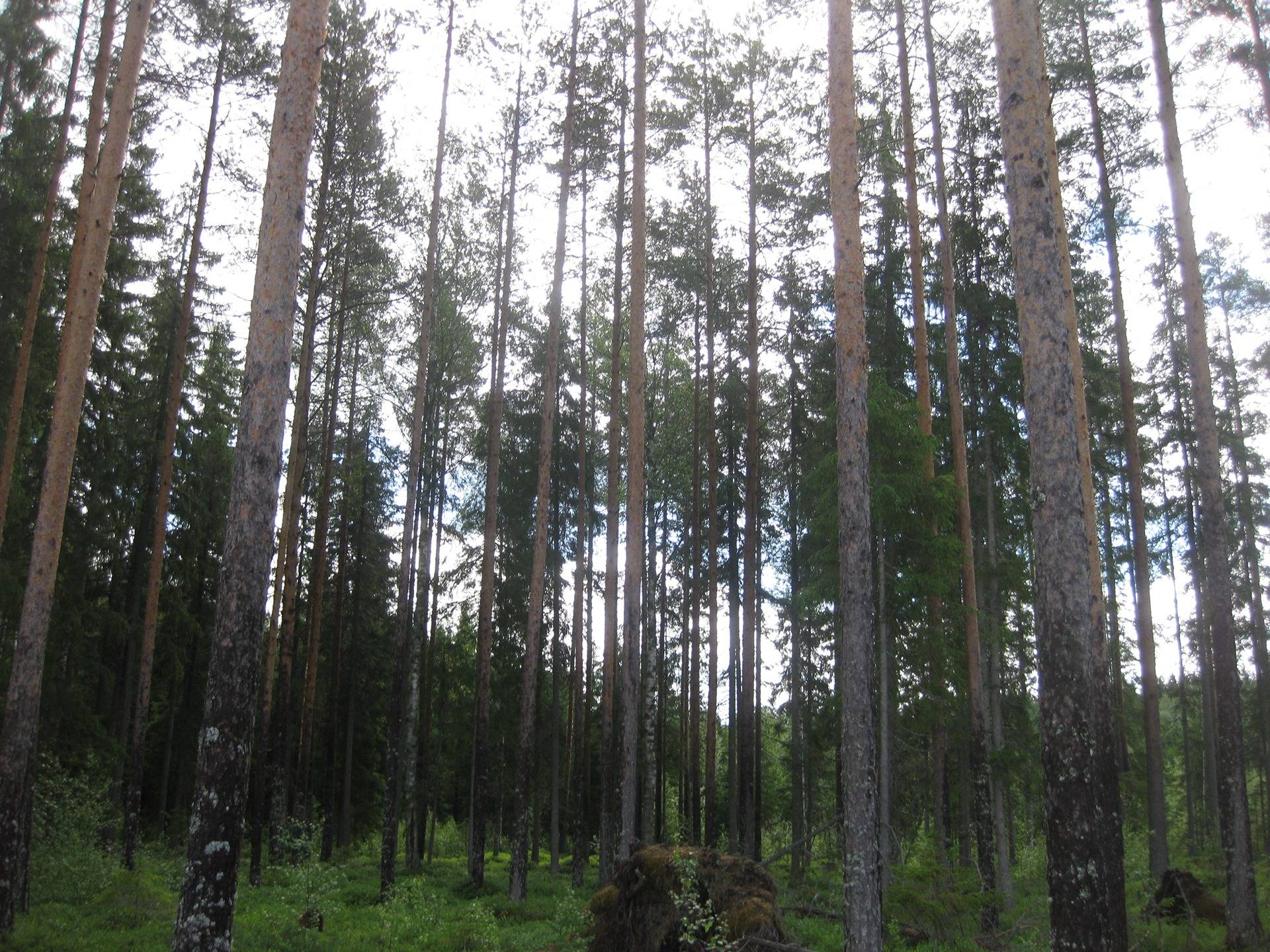 Metsätila Hartola Suosilmä  10