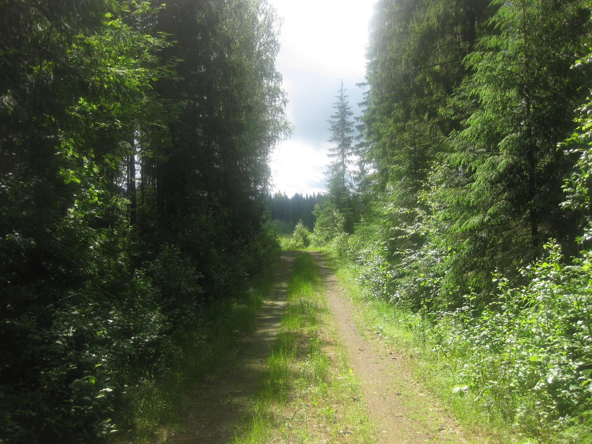 Omslagsbild för objektet Metsätila Hartola Suosilmä 