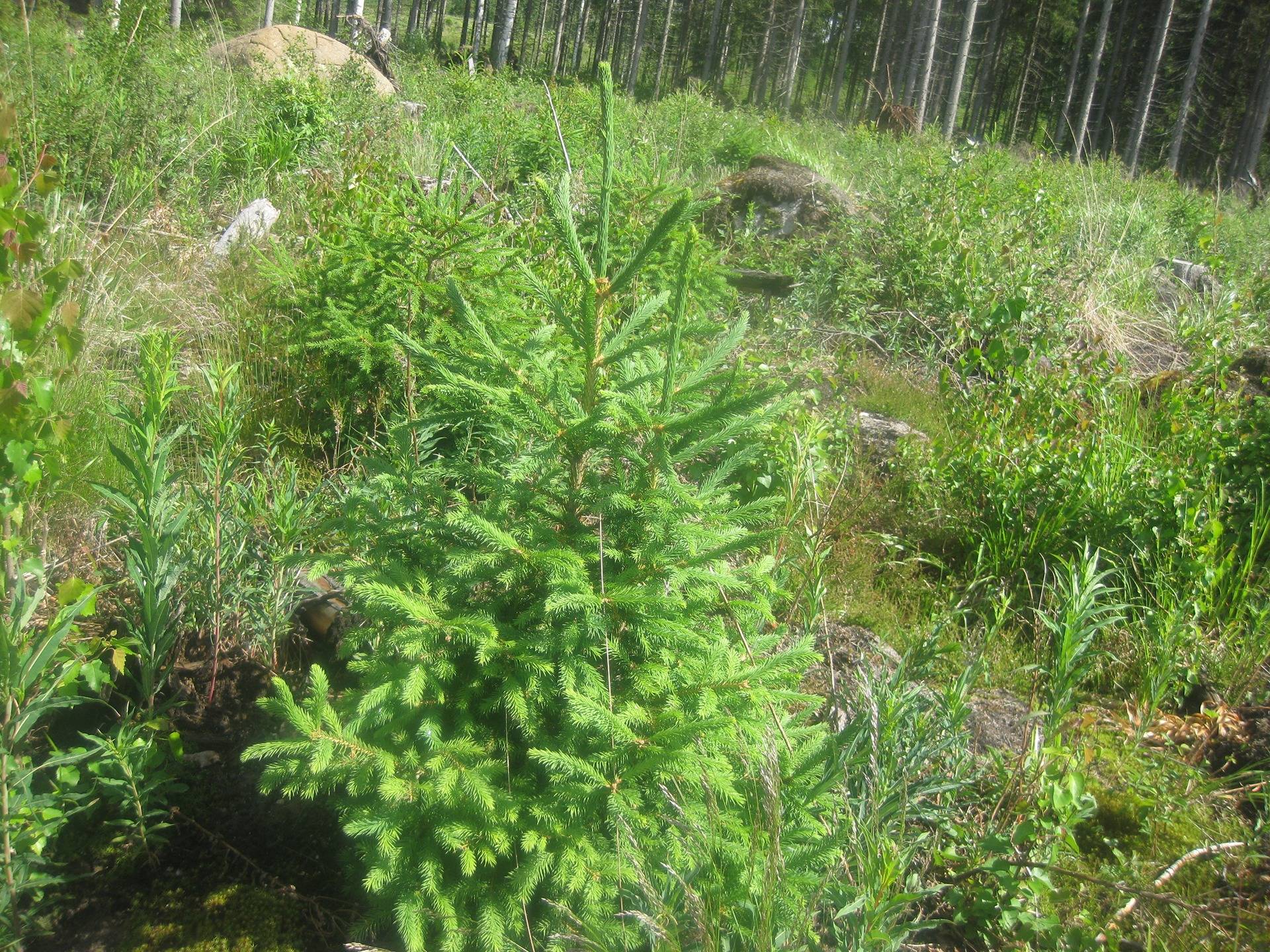 Metsätila Hartola Suosilmä  26