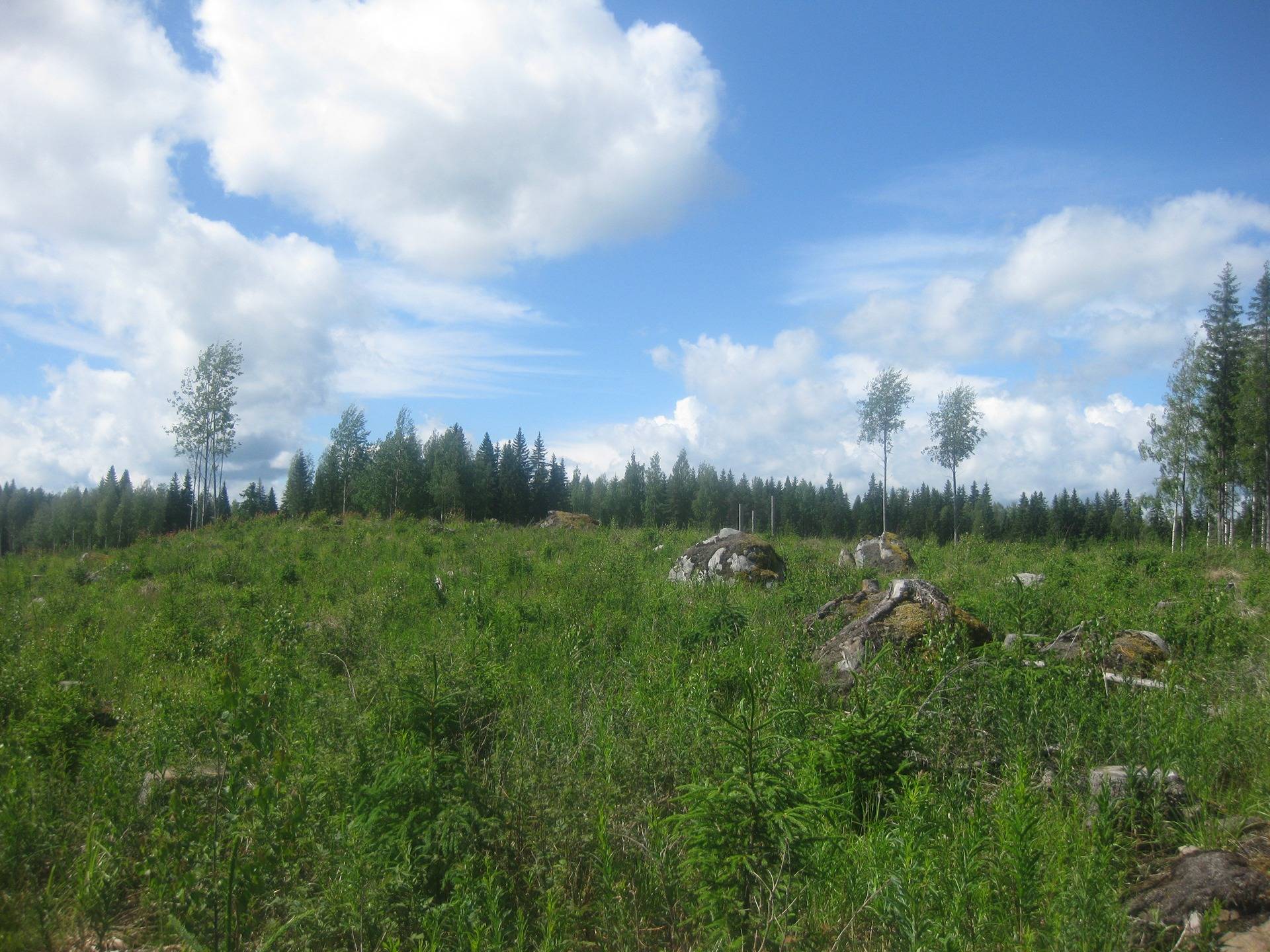 Metsätila Hartola Suosilmä  27