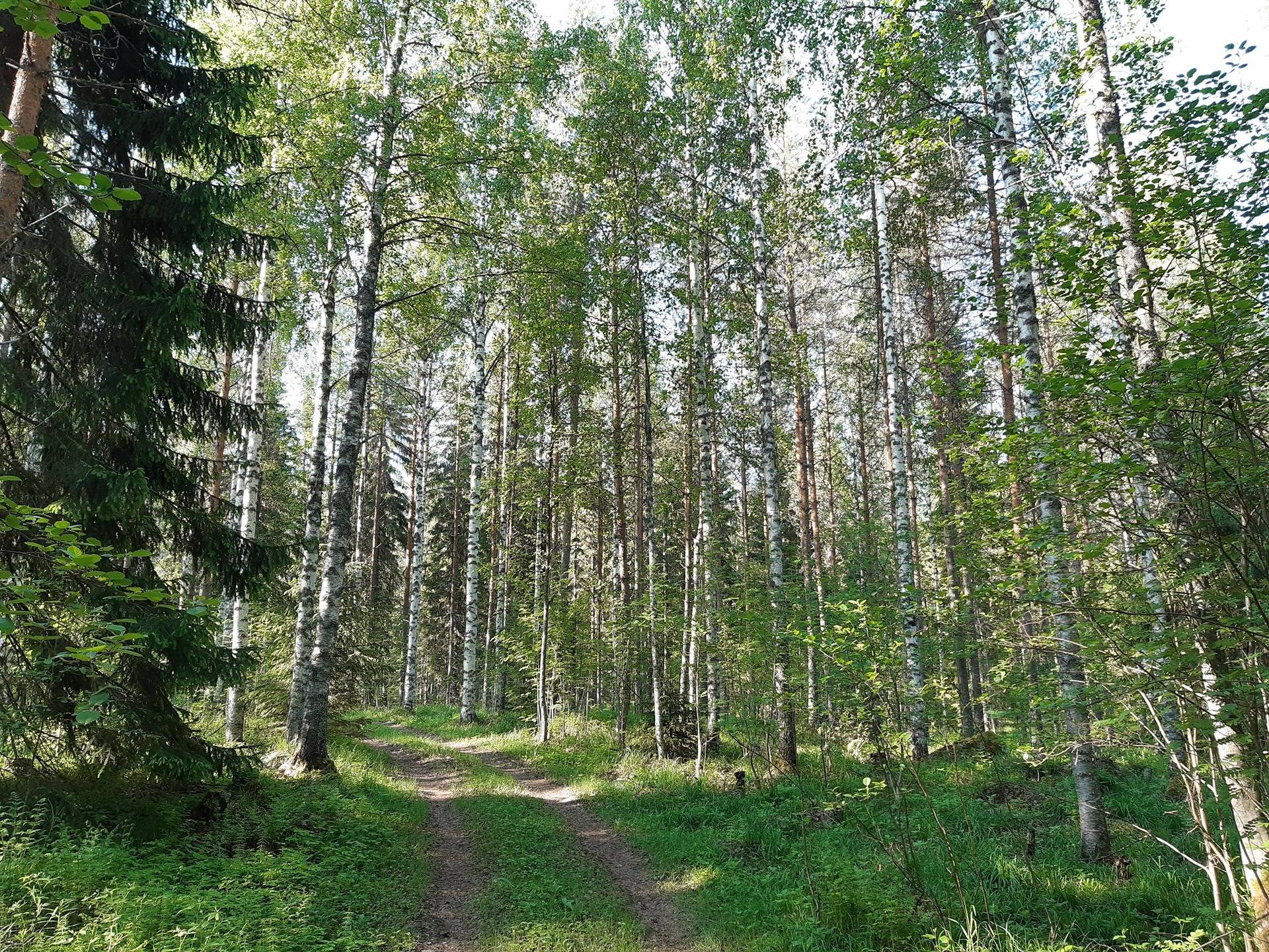 Omslagsbild för objektet LOHINIEMI