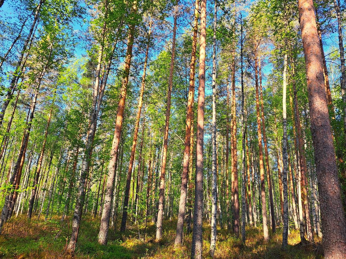 Kansikuva kohteelle Ullava kirkonkylä HAKAPELTO 2:157 metsätila 6,170 ha
