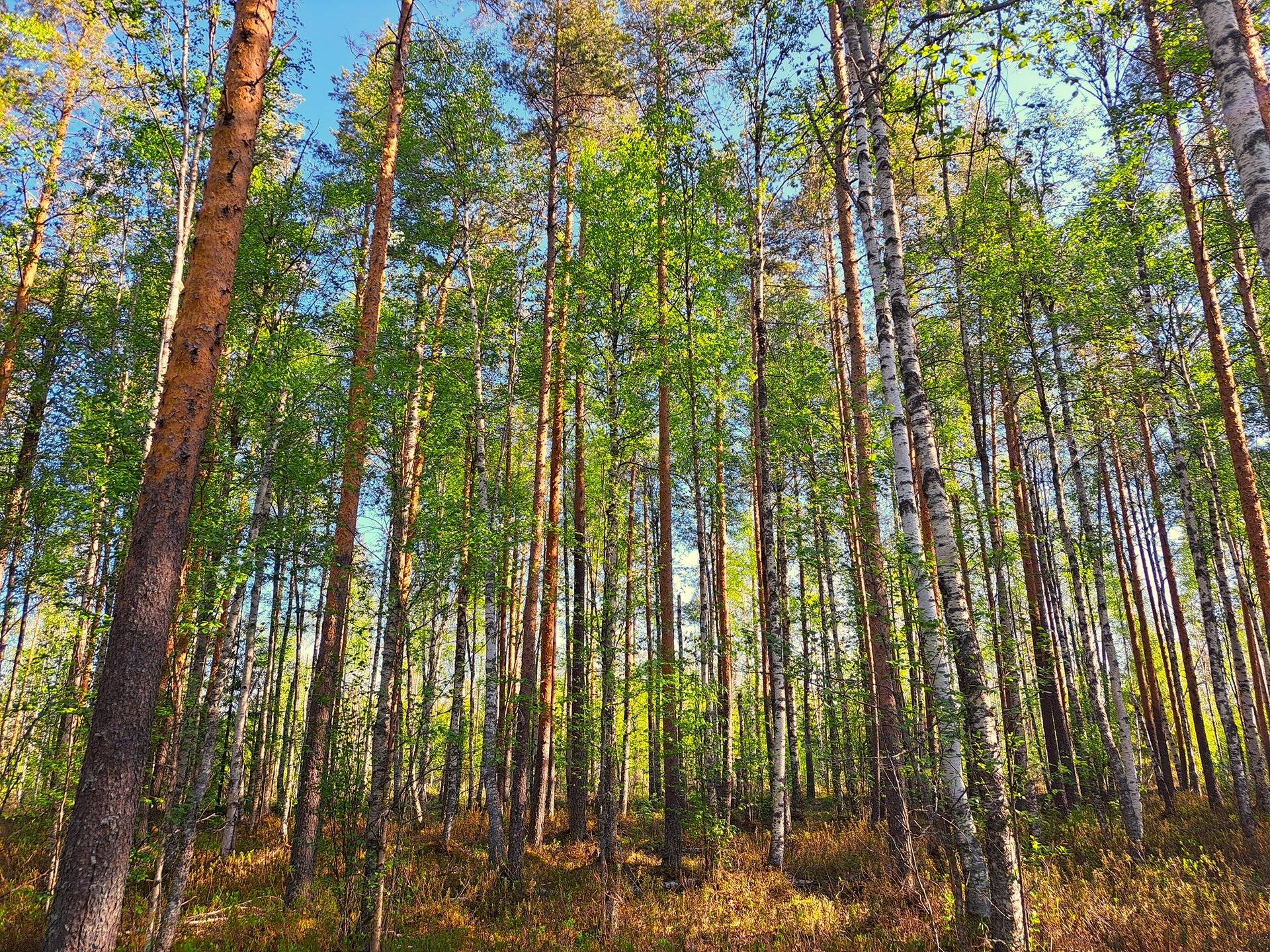 Ullava kirkonkylä HAKAPELTO 2:157 metsätila 6,170 ha 3