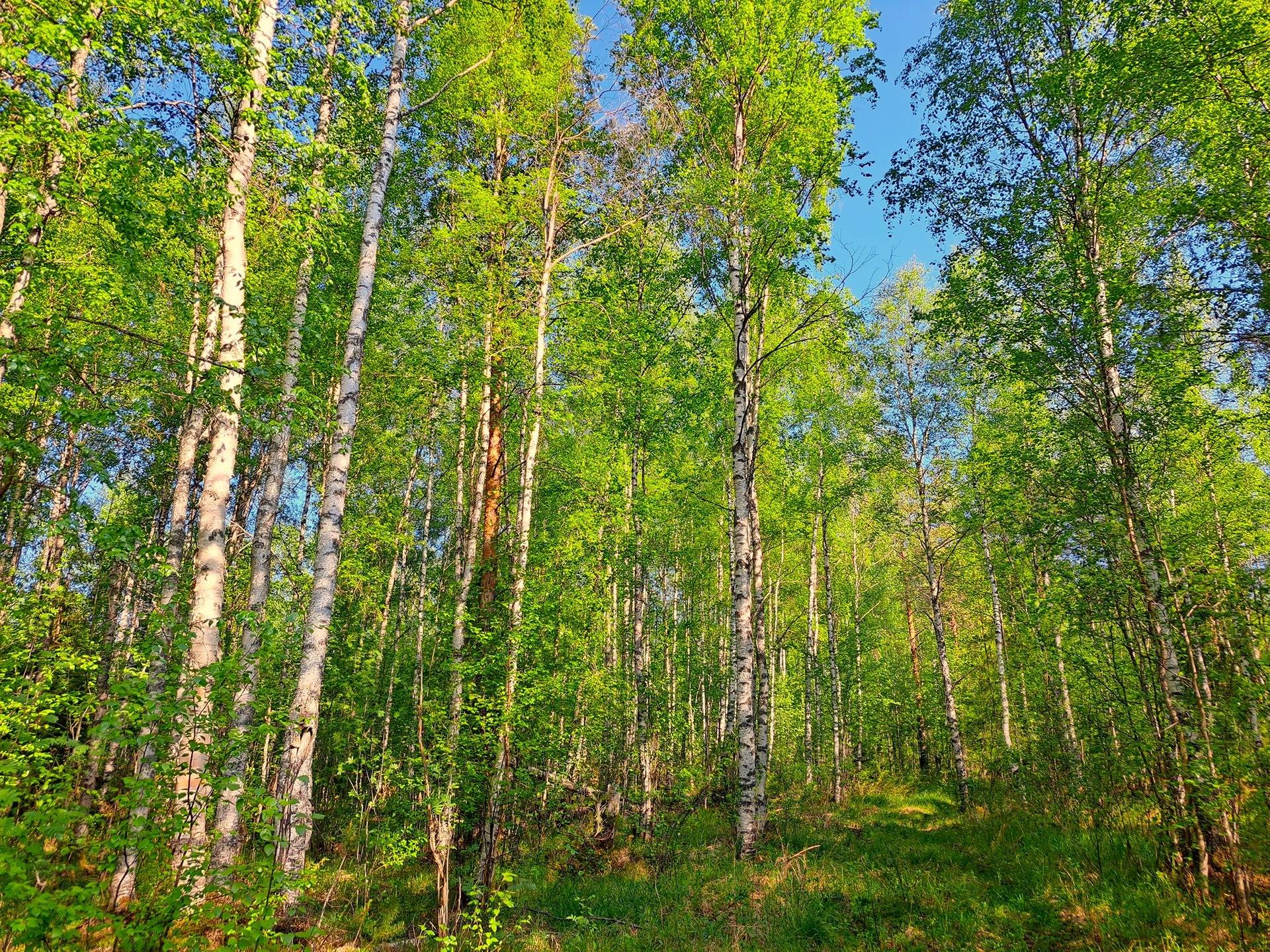 Ullava kirkonkylä HAKAPELTO 2:157 metsätila 6,170 ha 4