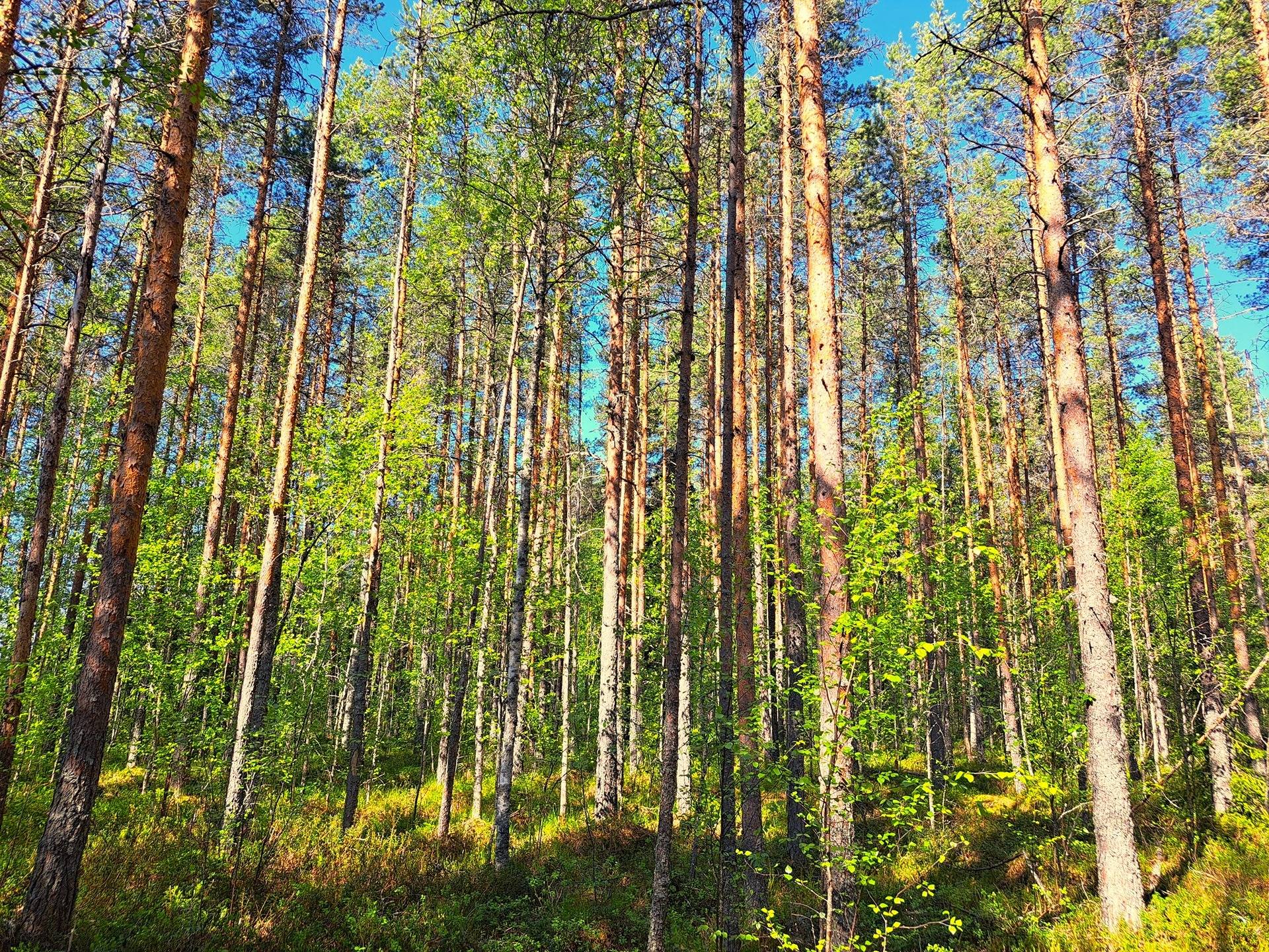 Ullava kirkonkylä HAKAPELTO 2:157 metsätila 6,170 ha 7