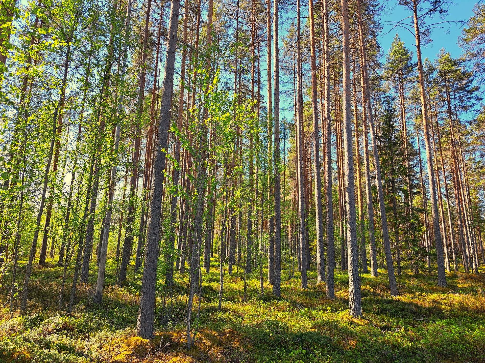 Ullava kirkonkylä HAKAPELTO 2:157 metsätila 6,170 ha 9