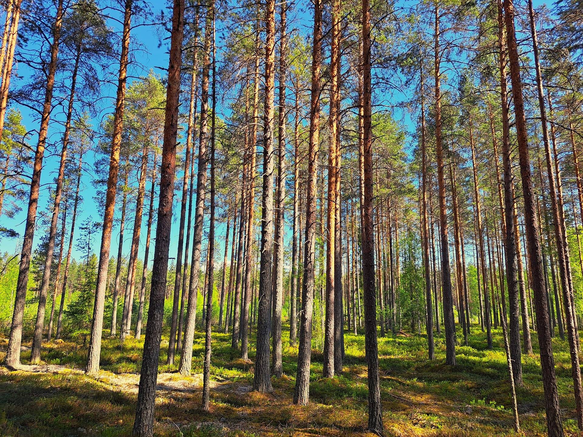 Ullava kirkonkylä HAKAPELTO 2:157 metsätila 6,170 ha 12