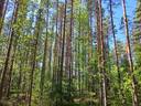 Ullava kirkonkylä HAKAPELTO 2:157 metsätila 6,170 ha 10