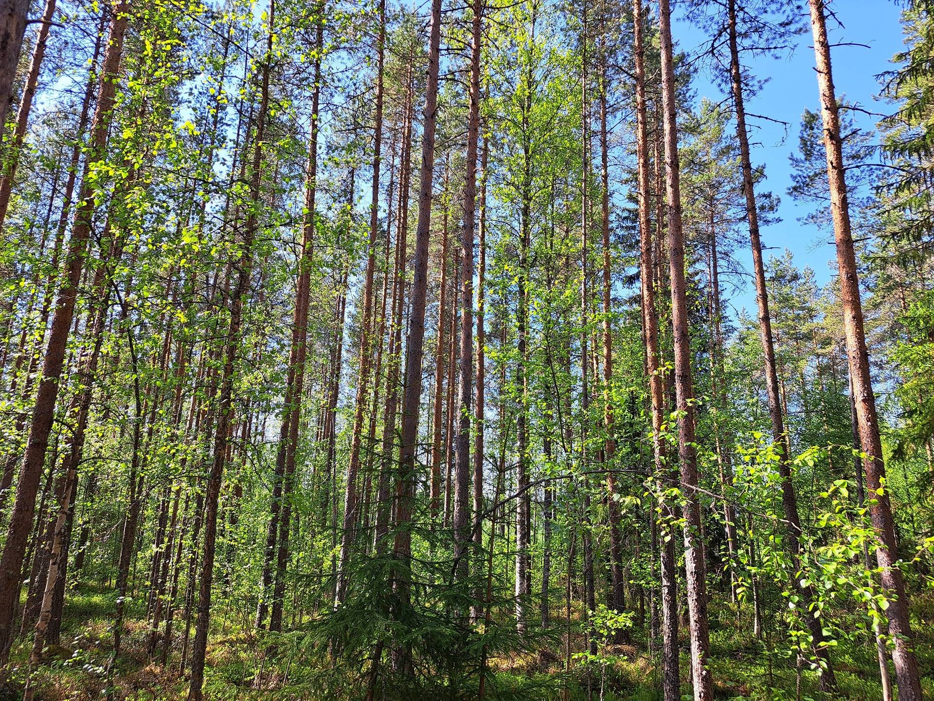 Ullava kirkonkylä HAKAPELTO 2:157 metsätila 6,170 ha 10