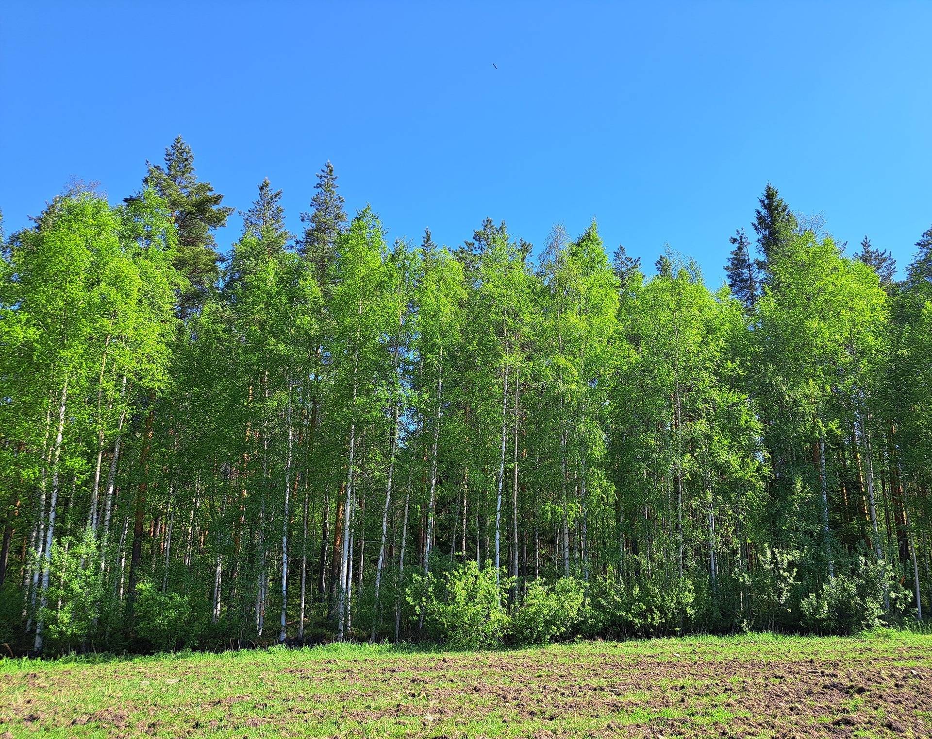 Ullava kirkonkylä HAKAPELTO 2:157 metsätila 6,170 ha 8