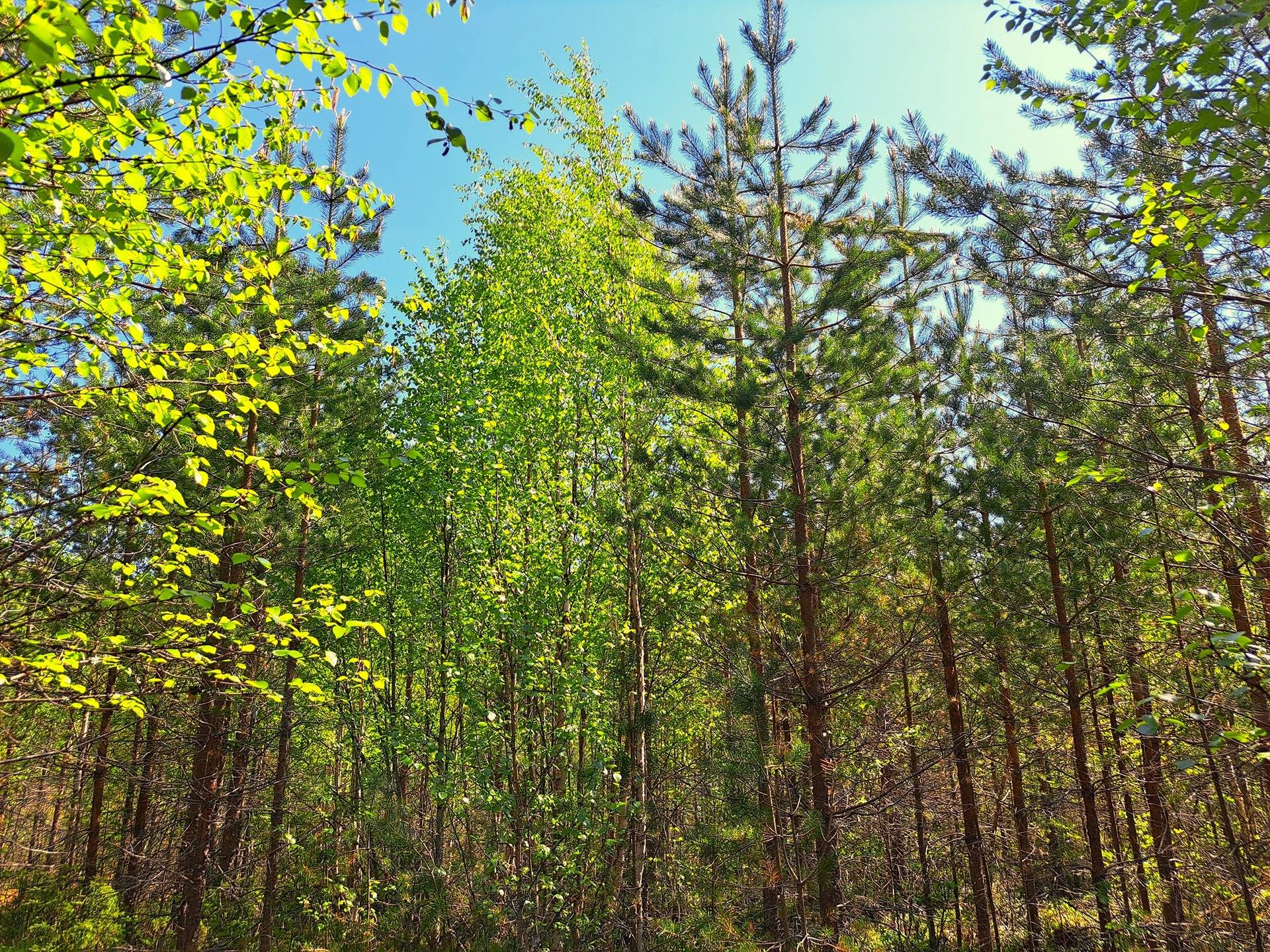 Ullava kirkonkylä HAKAPELTO 2:157 metsätila 6,170 ha 15