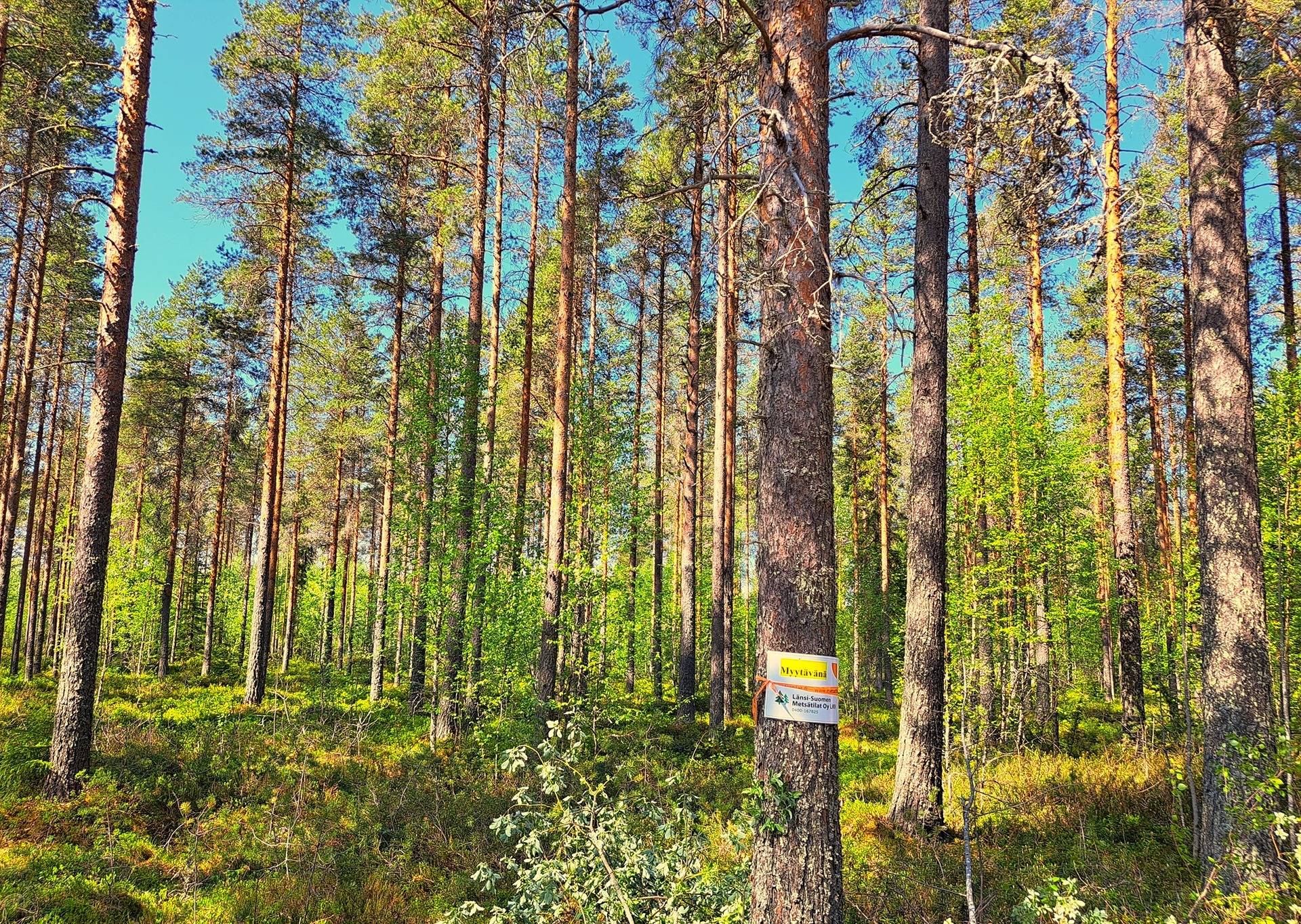 Ullava kirkonkylä HAKAPELTO 2:157 metsätila 6,170 ha 14